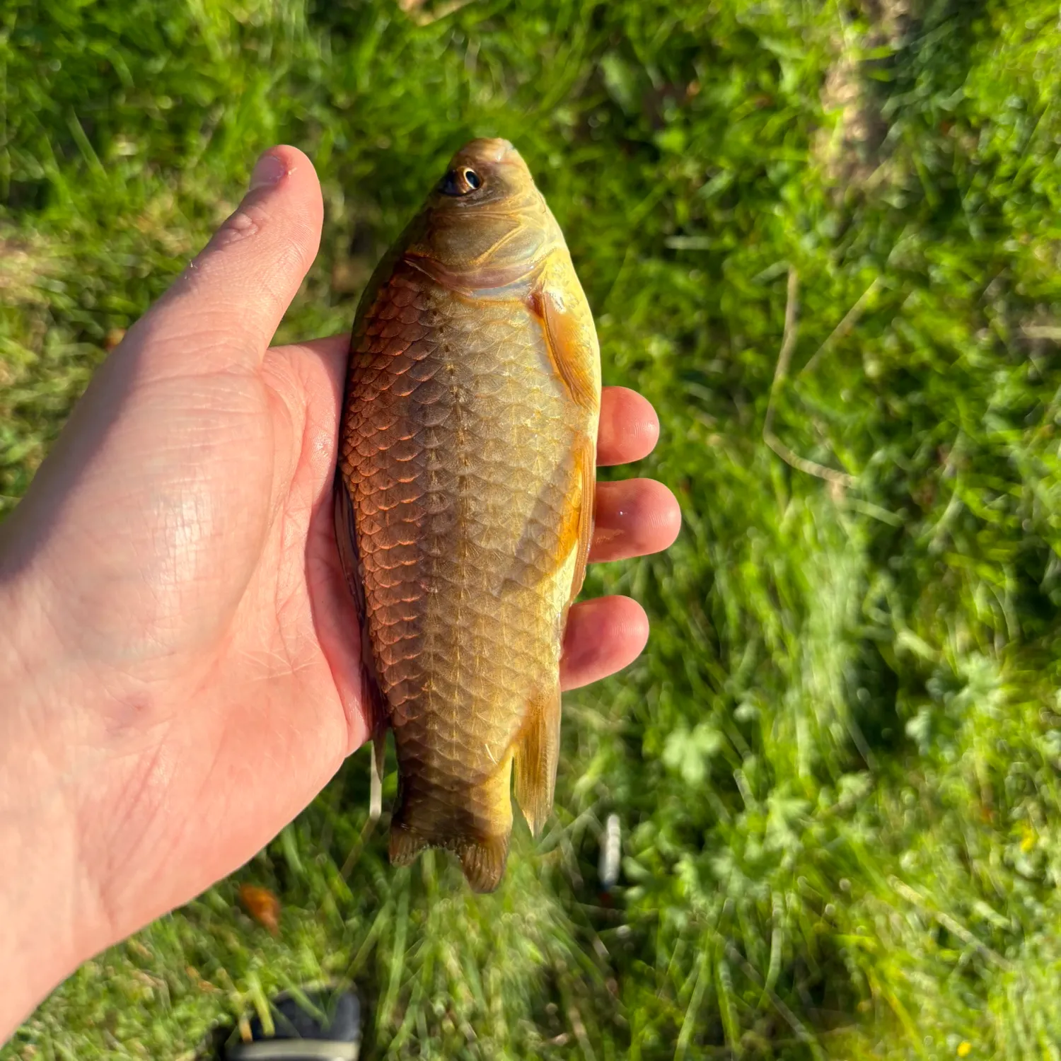Crucian carp caught on Fishbrain