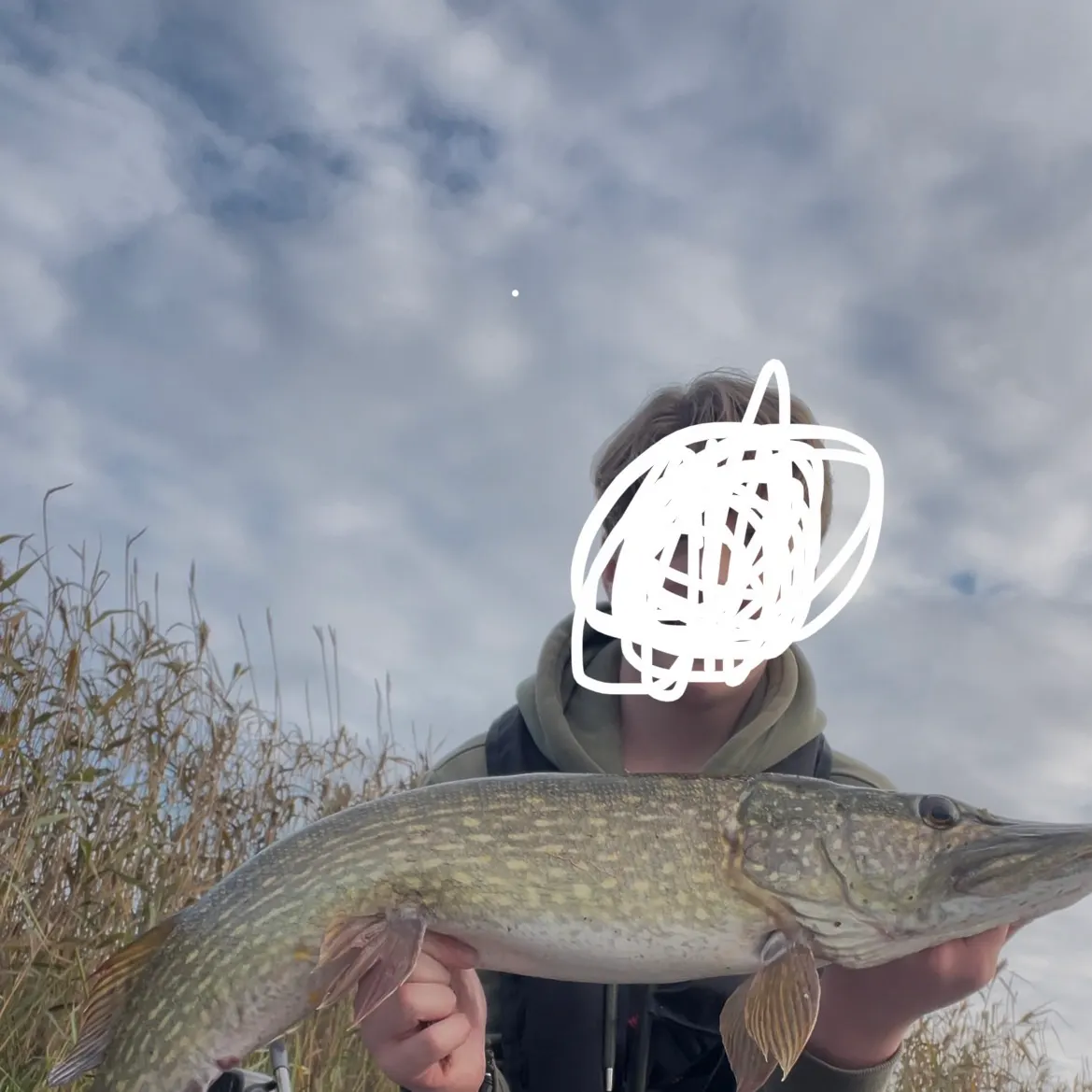 Northern pike caught on Fishbrain