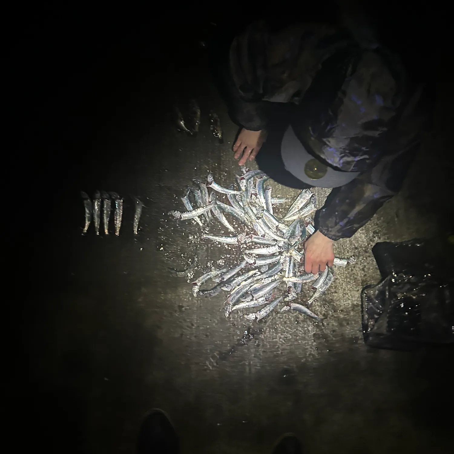 The most recent Japanese pilchard catches on Fishbrain