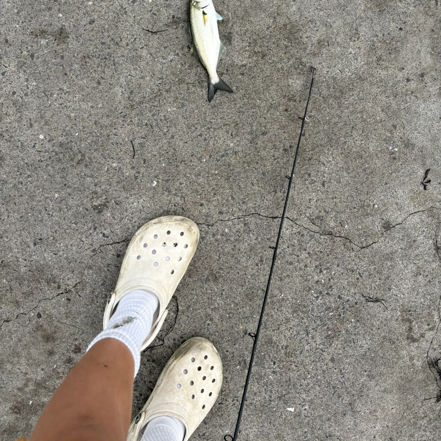 Bluefish caught on Fishbrain