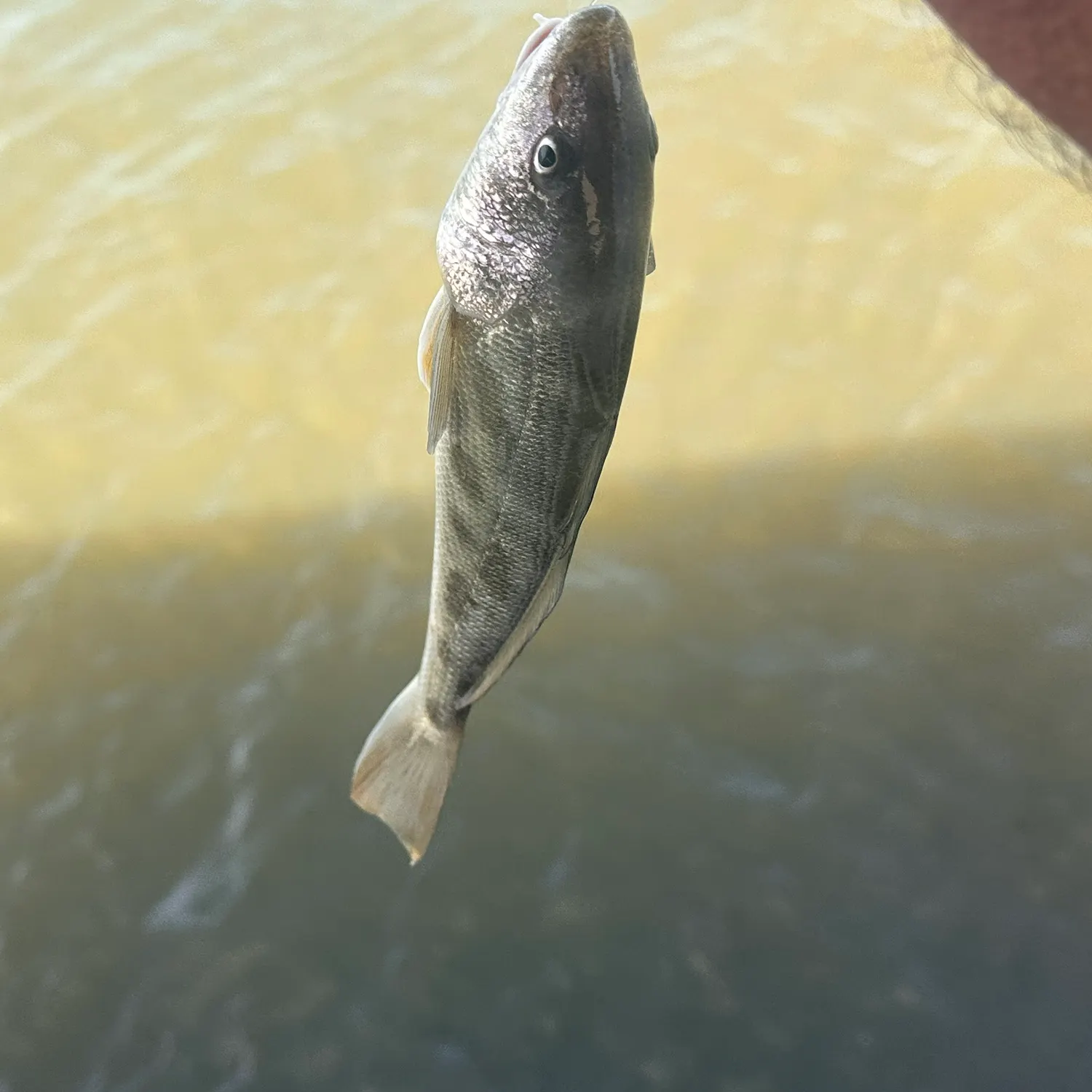 most liked catch image