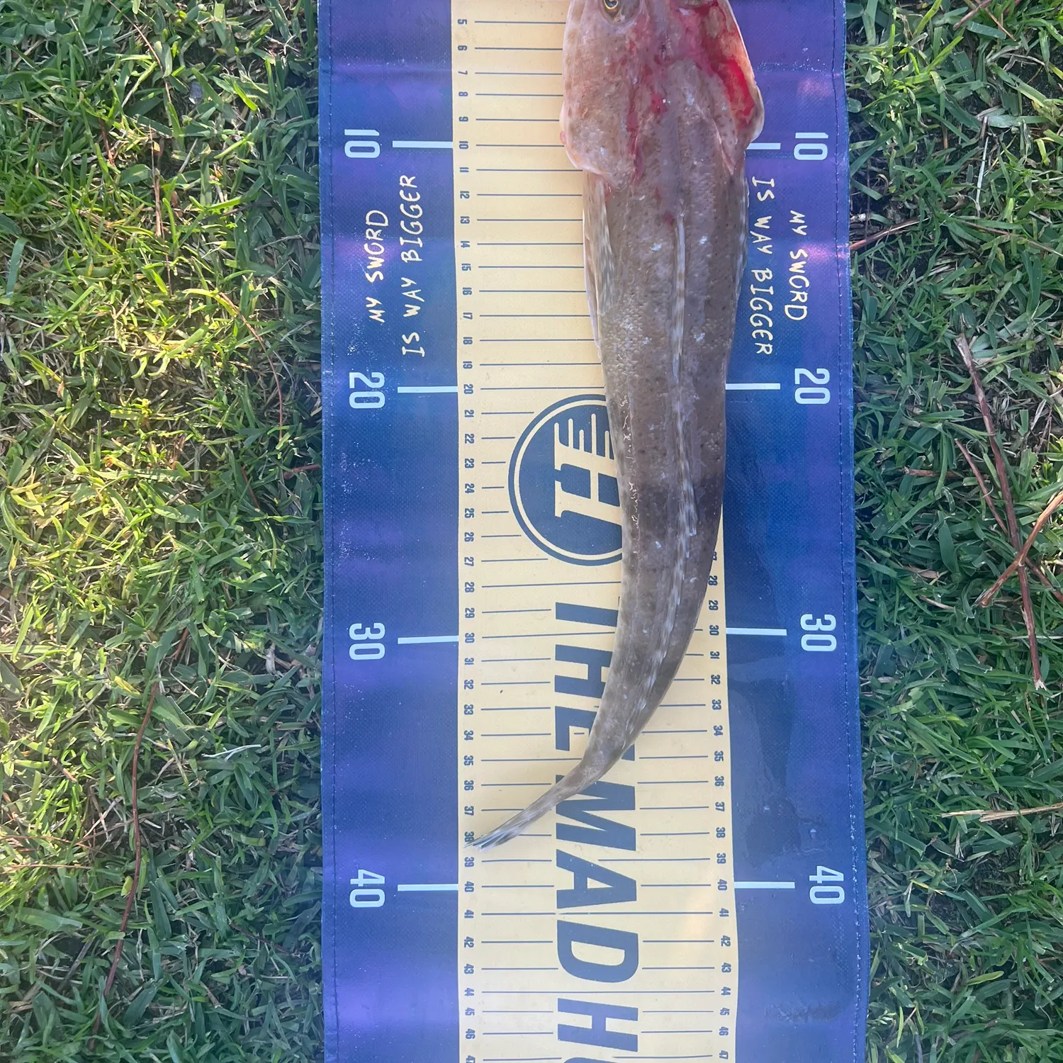 The most recent Bartail flathead catches on Fishbrain