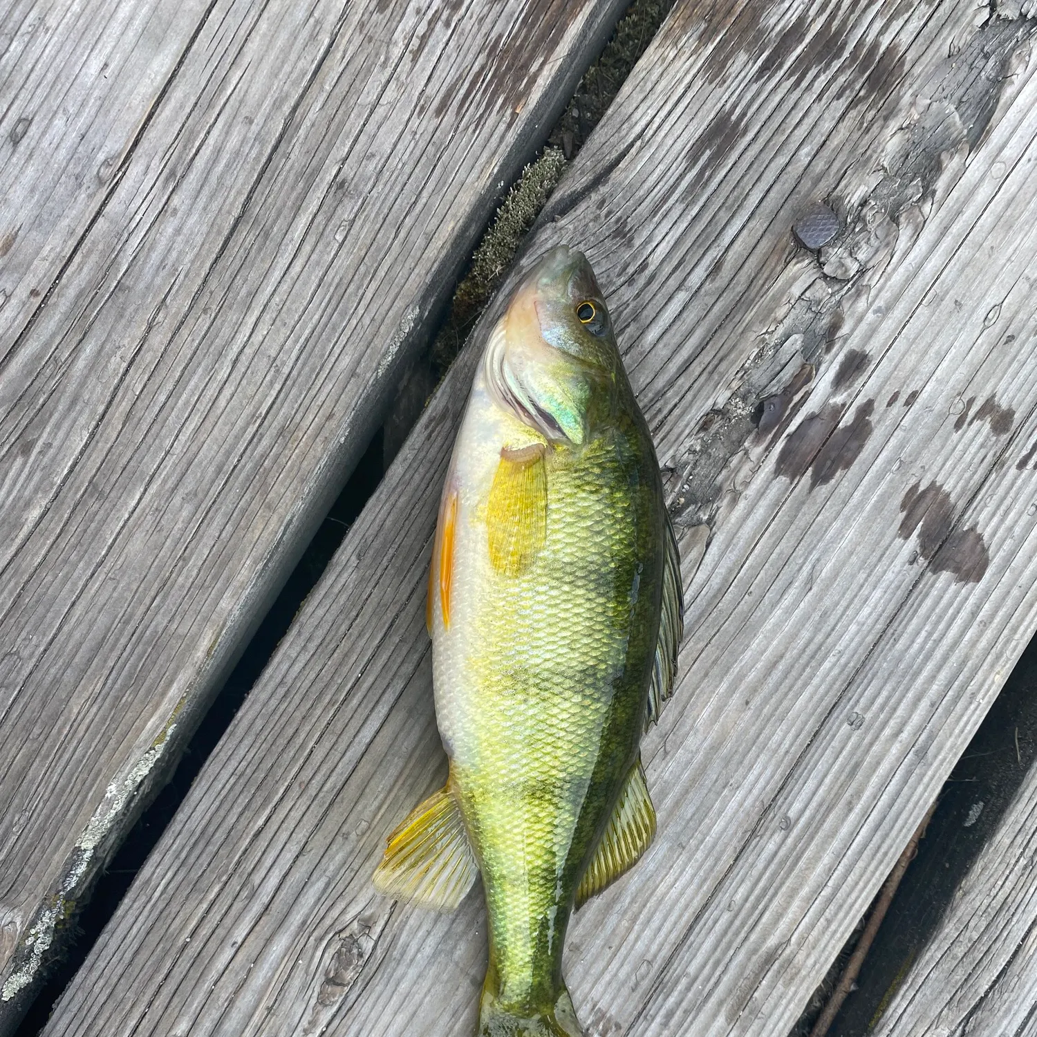 Yellow perch caught on Fishbrain