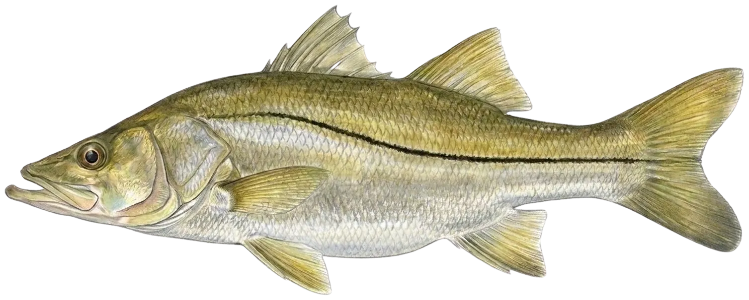Fat snook