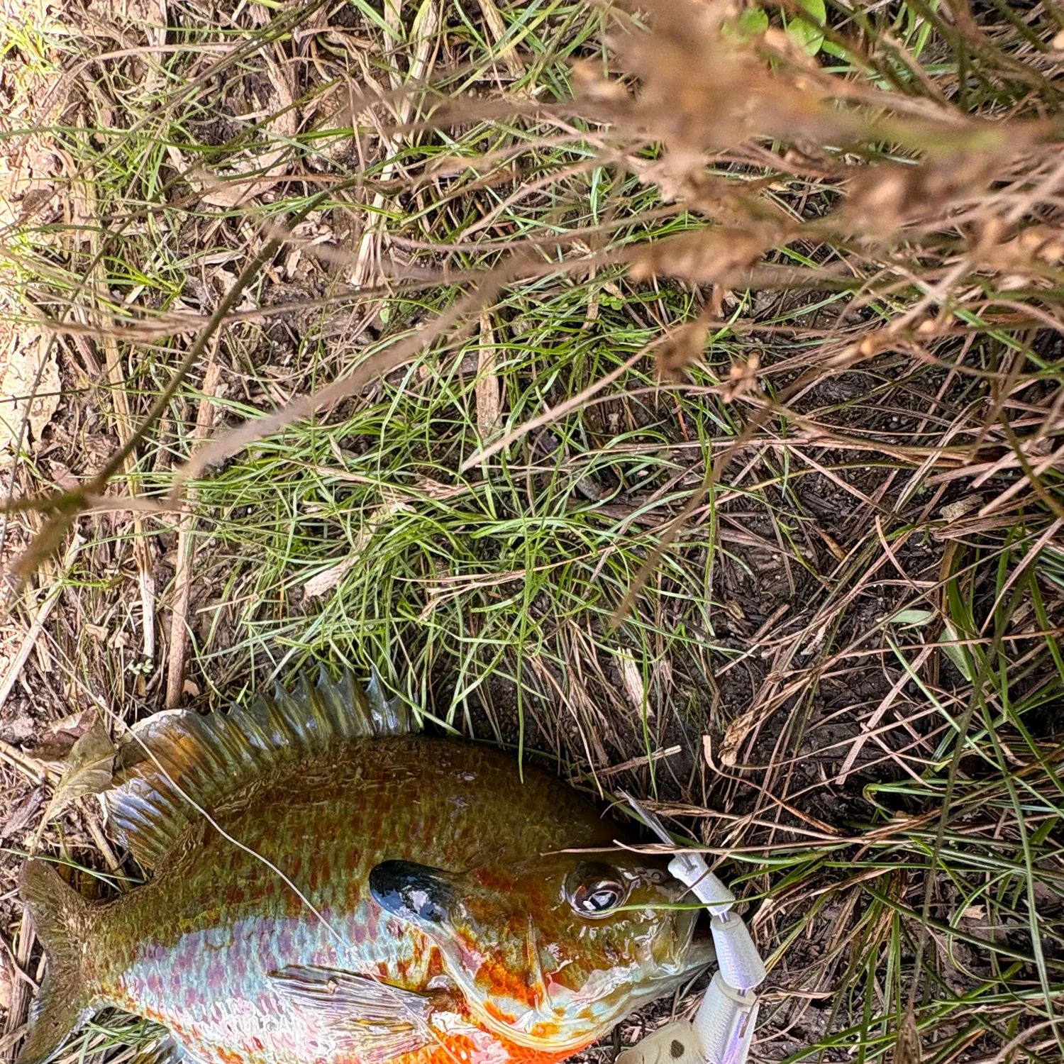 Greengill hybrid caught on Fishbrain