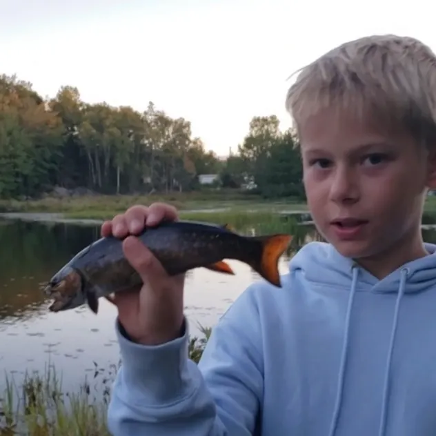Brook trout caught on Fishbrain