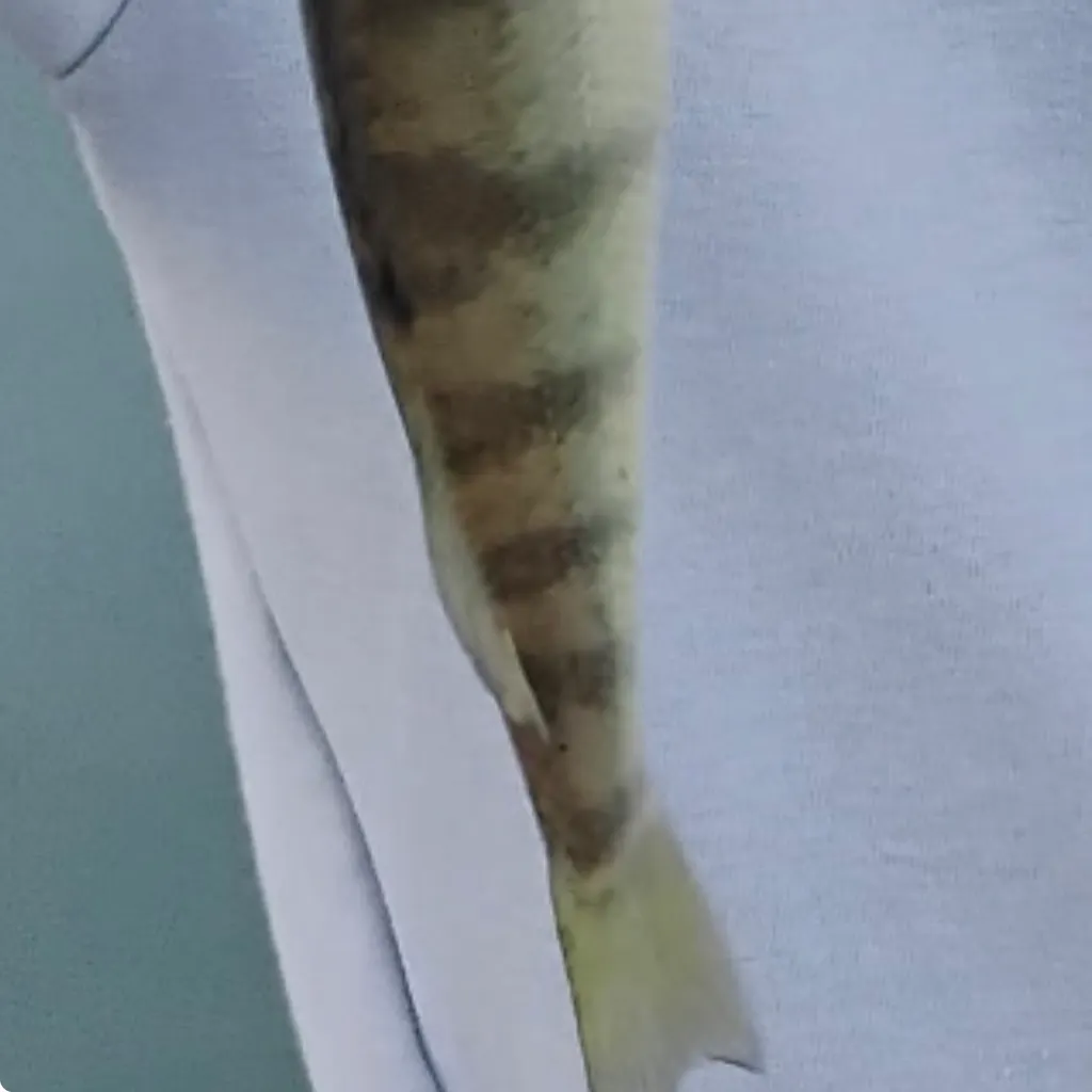 Chinook salmon caught on Fishbrain