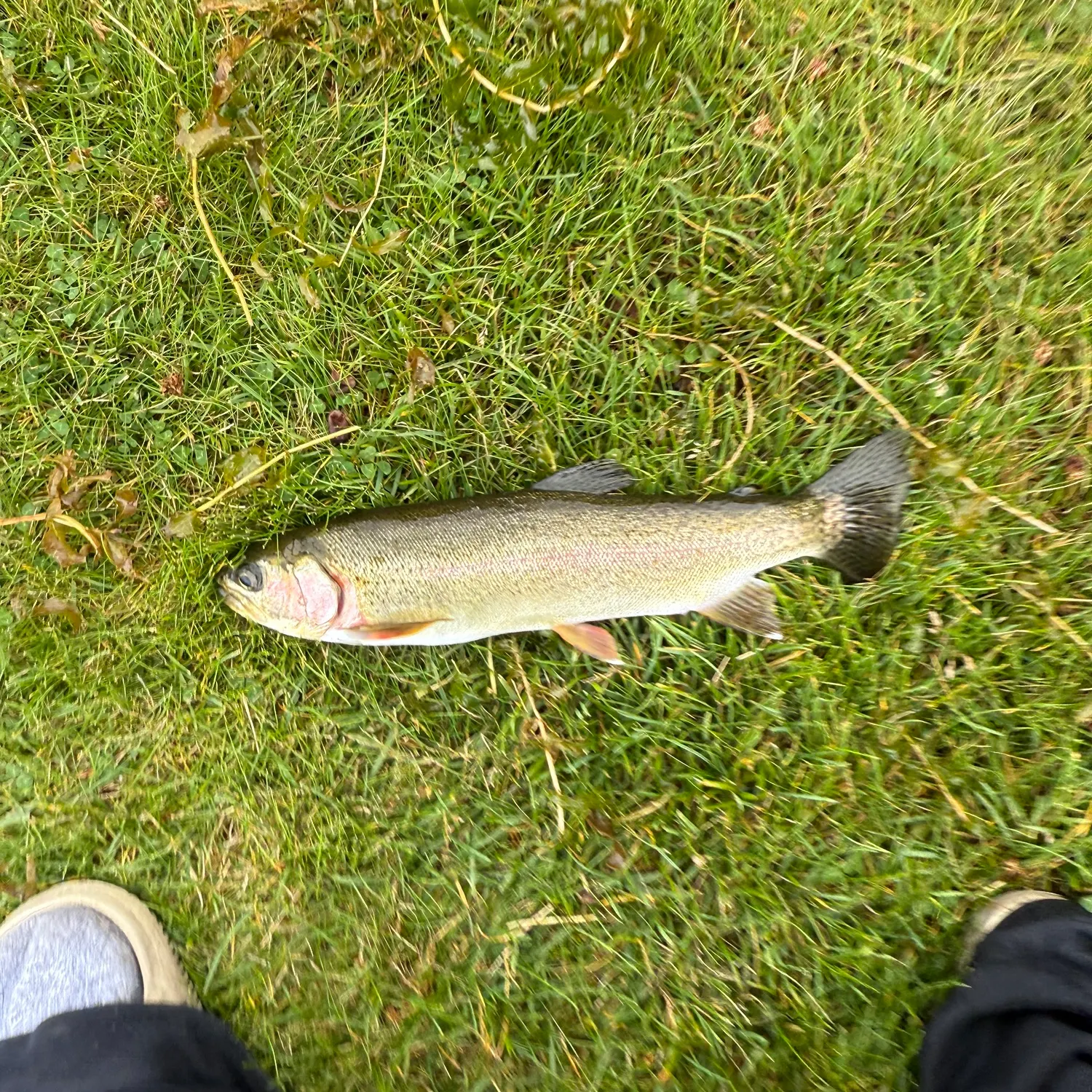 Rainbow trout caught on Fishbrain