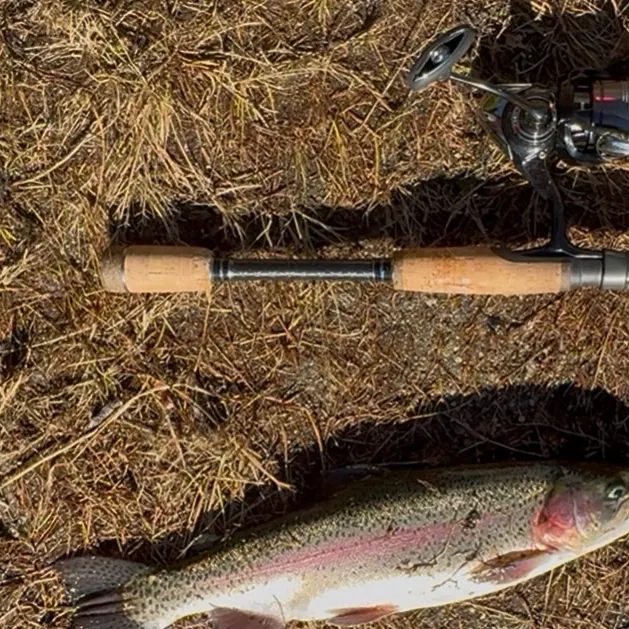 Rainbow trout caught on Fishbrain