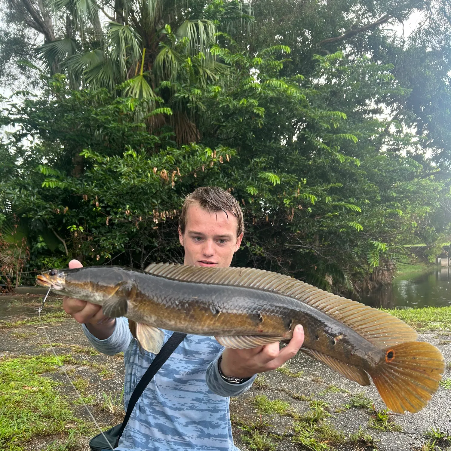Bullseye snakehead caught on Fishbrain