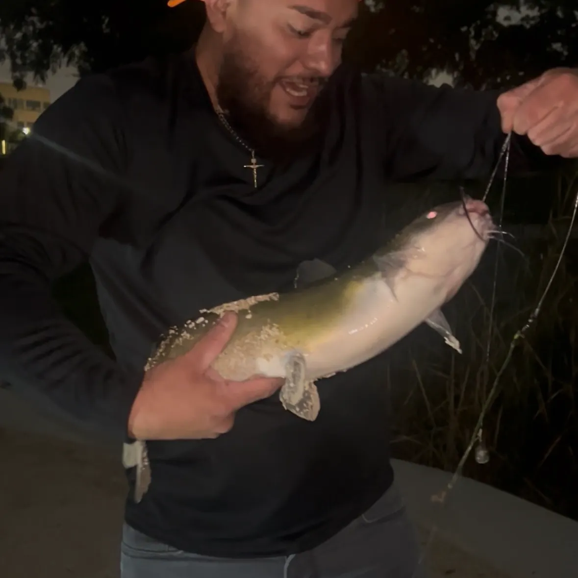 Yellow bullhead caught on Fishbrain