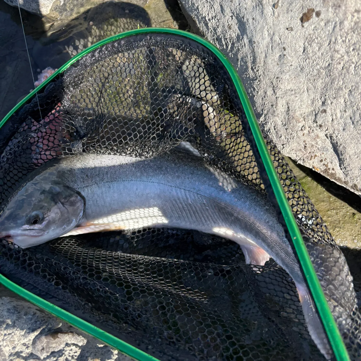 The most recent Dolly varden catches on Fishbrain