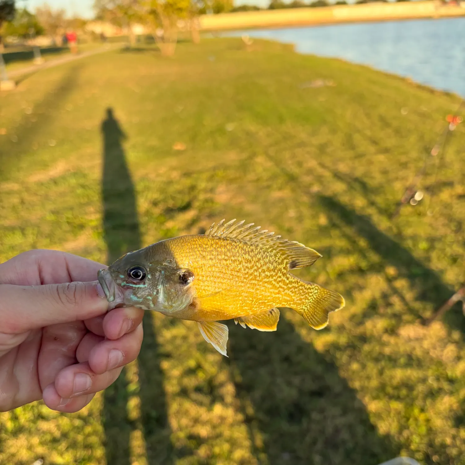 Green sunfish caught on Fishbrain
