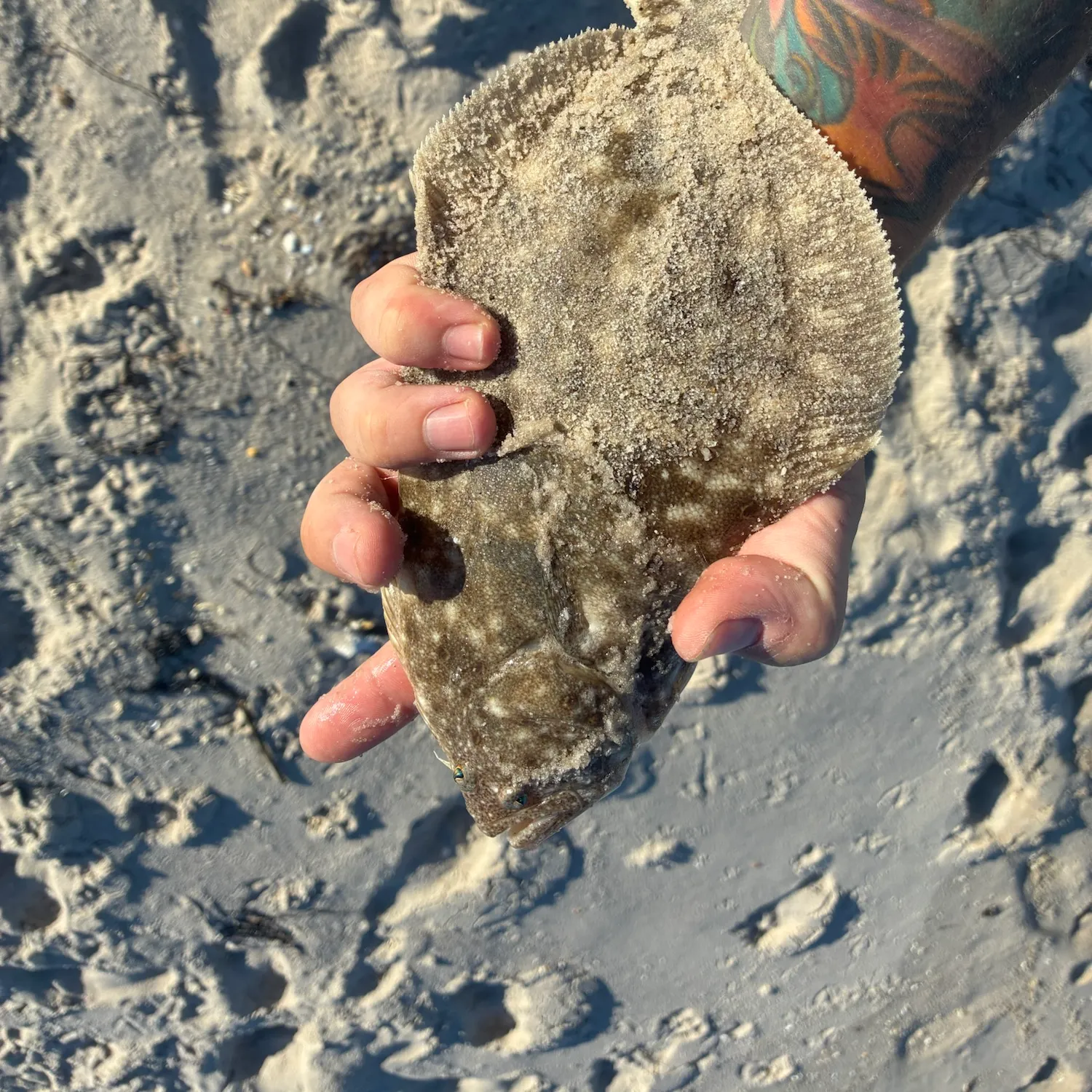Summer flounder caught on Fishbrain