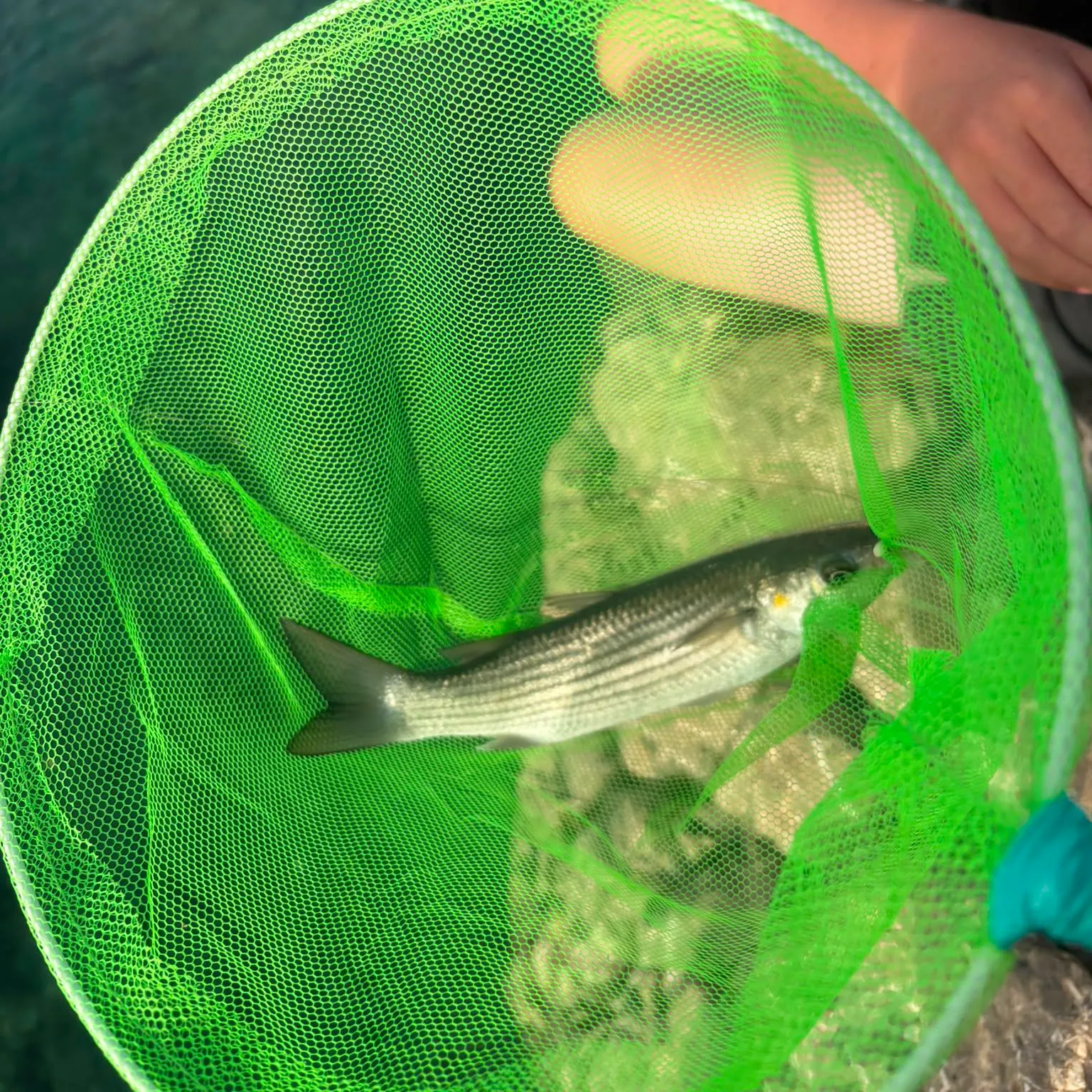 The most recent South African striped mullet catches on Fishbrain