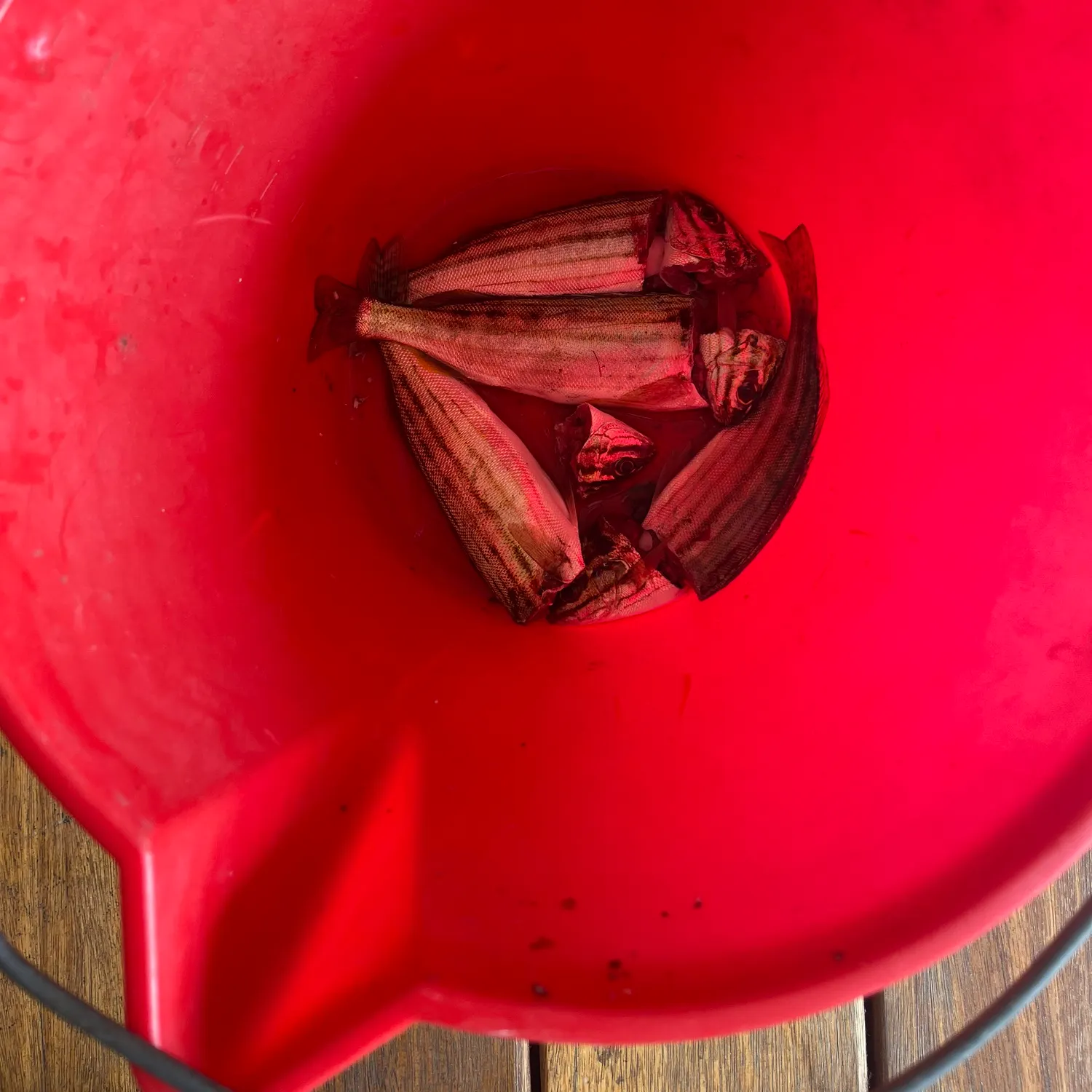 The most recent Blue moki catches on Fishbrain