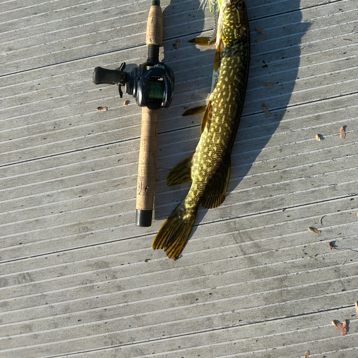 catch