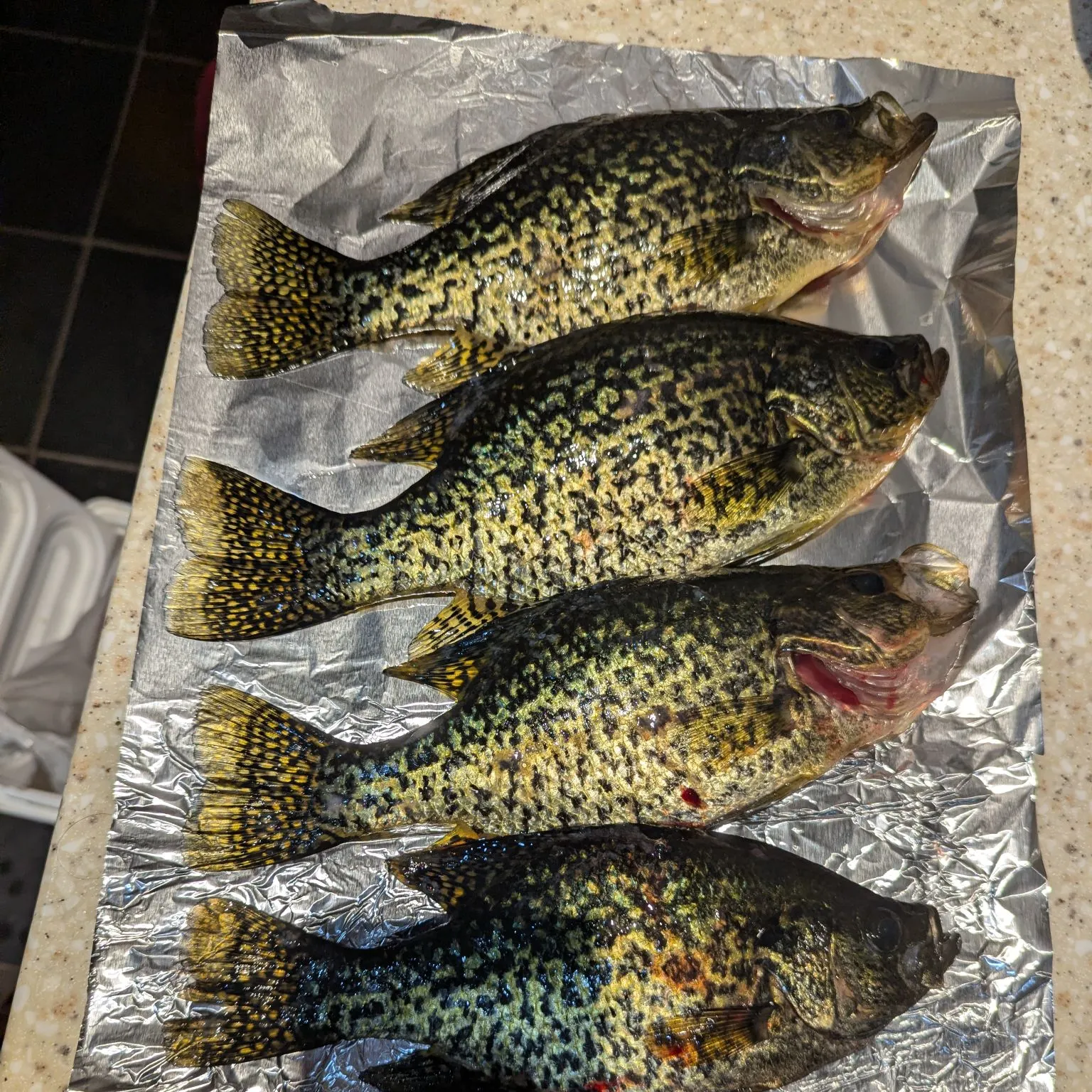 recently logged catches