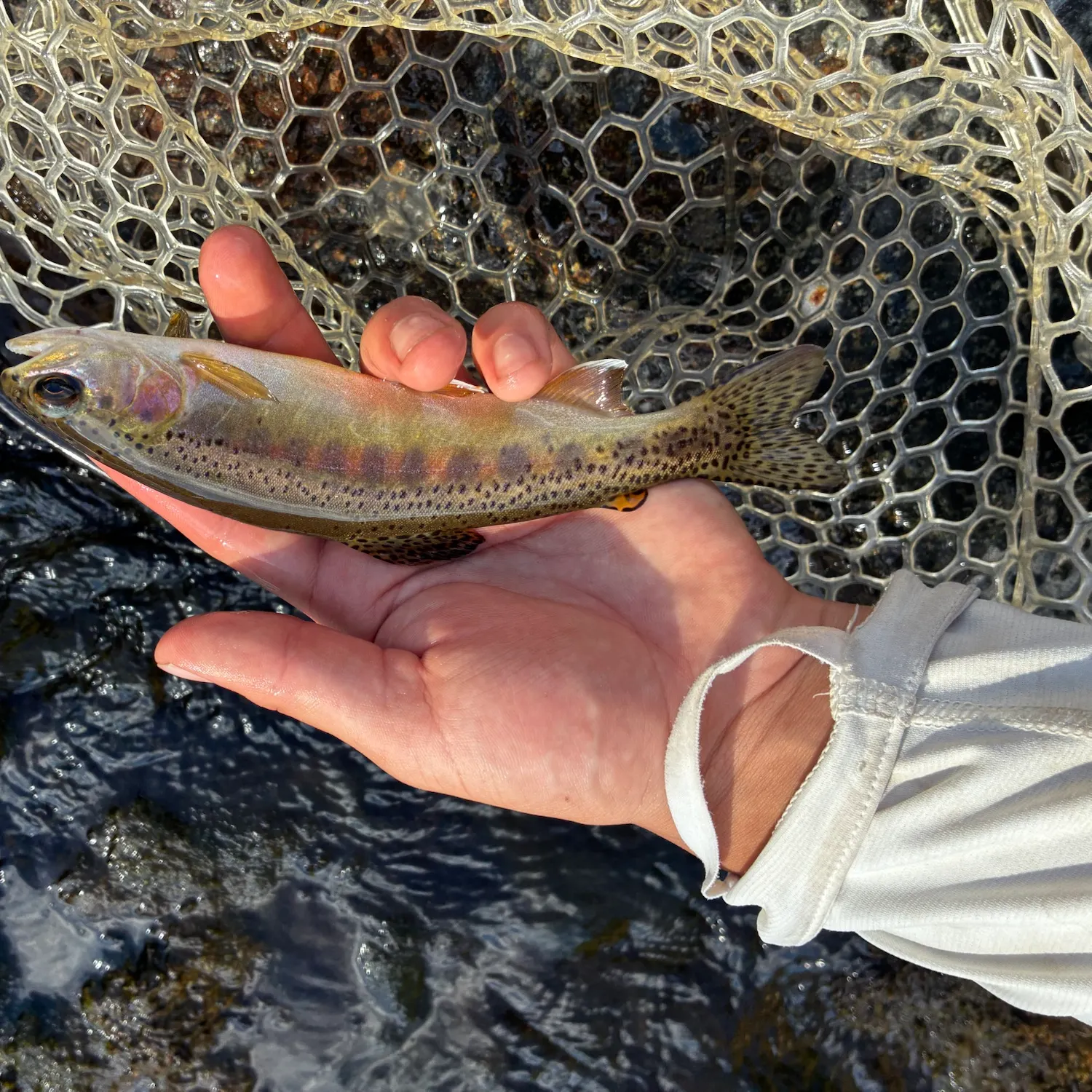 The most recent Golden trout catches on Fishbrain