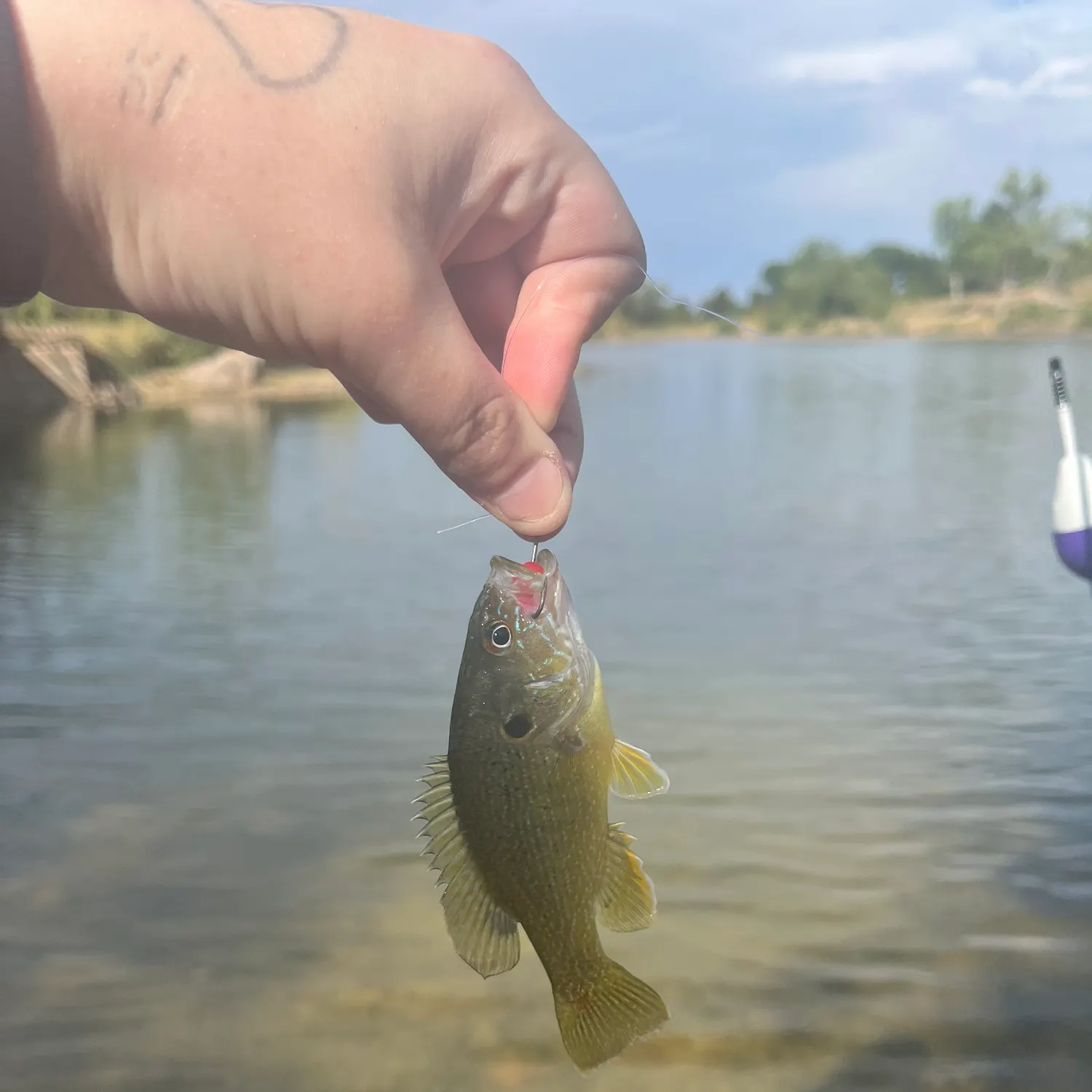 Green sunfish caught on Fishbrain