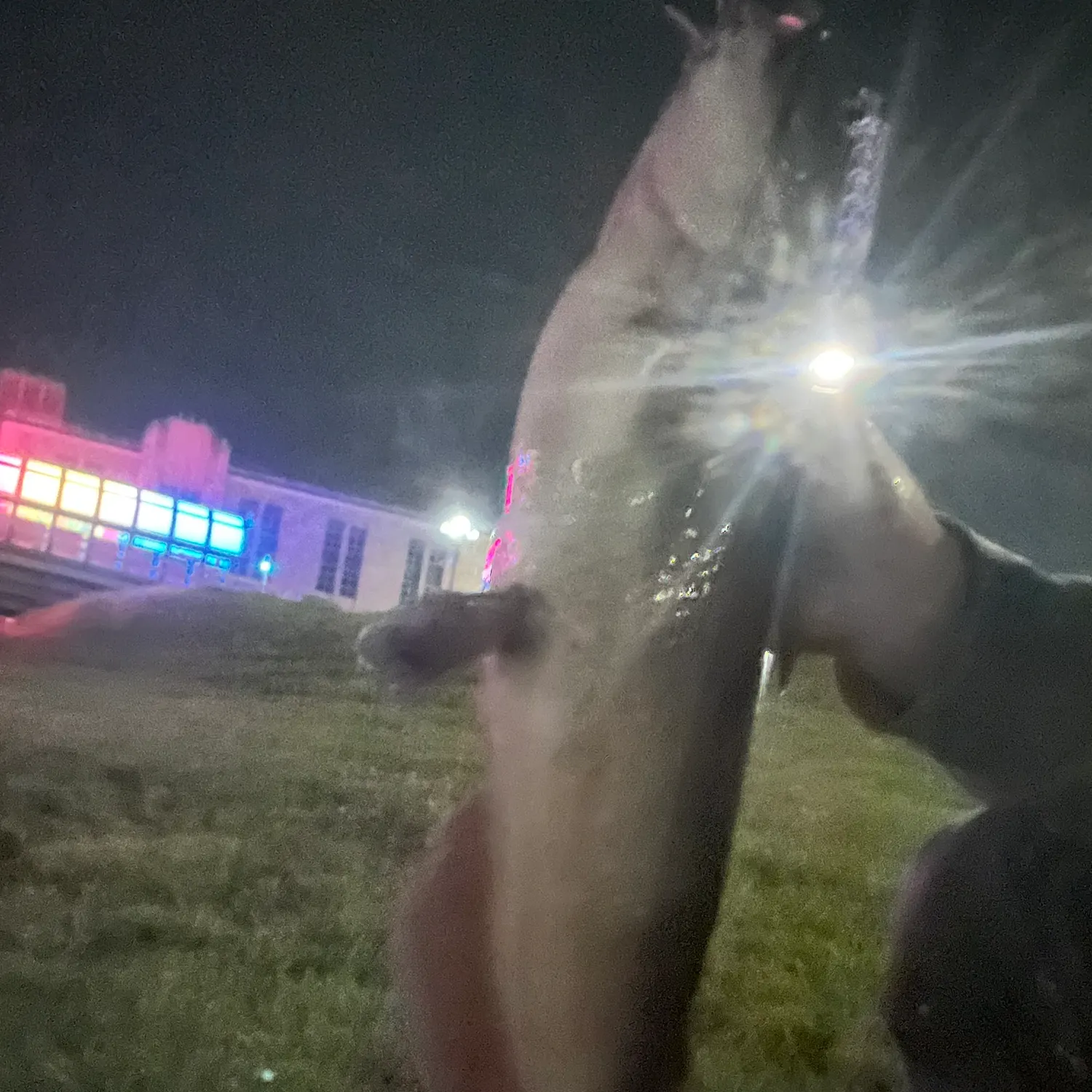 Channel catfish caught on Fishbrain
