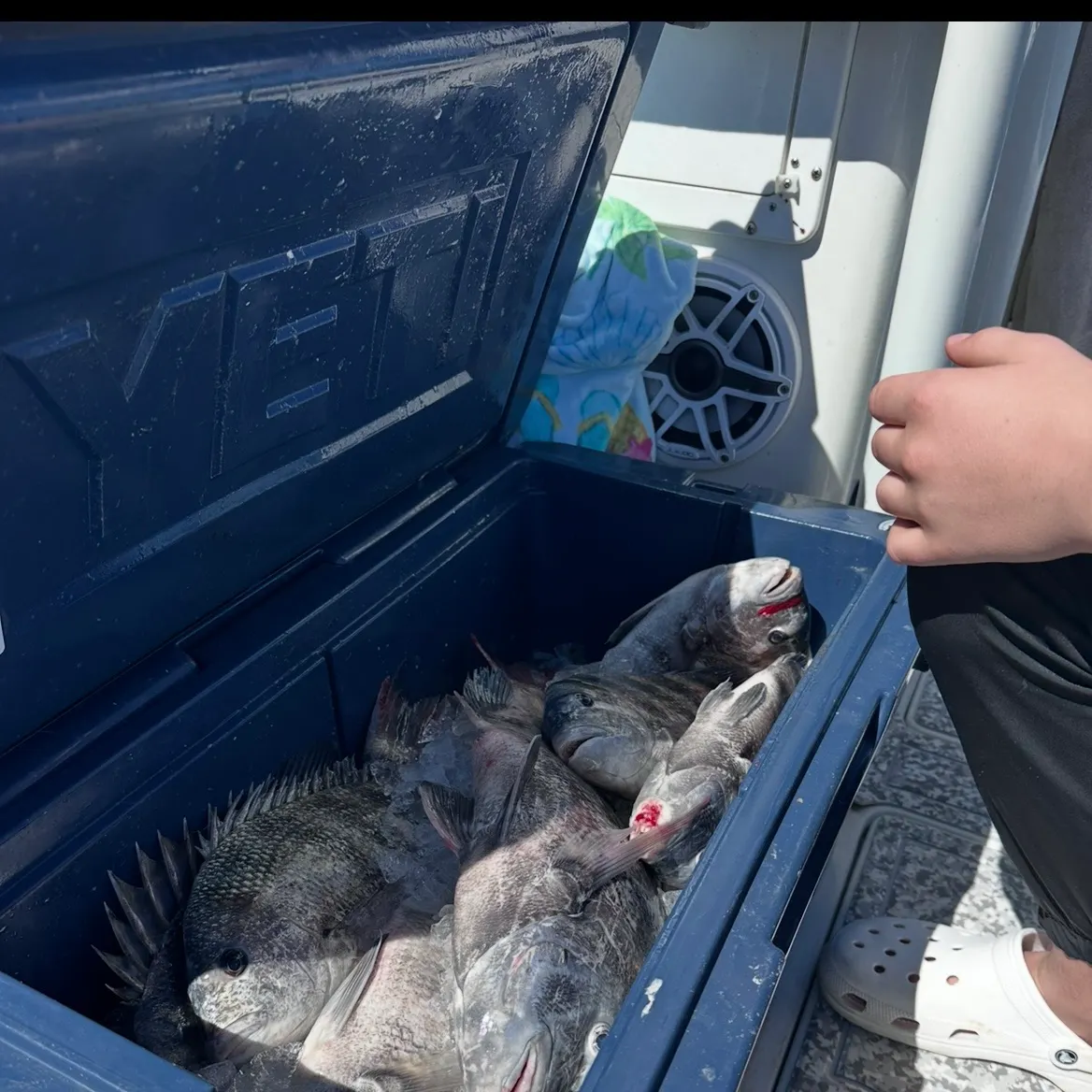 Sheepshead caught on Fishbrain
