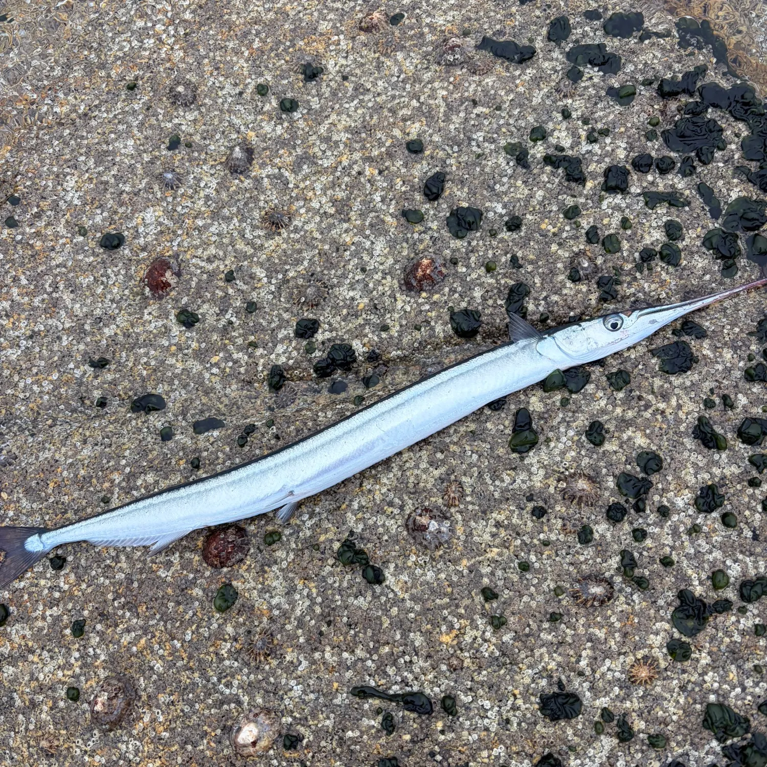 European garfish caught on Fishbrain