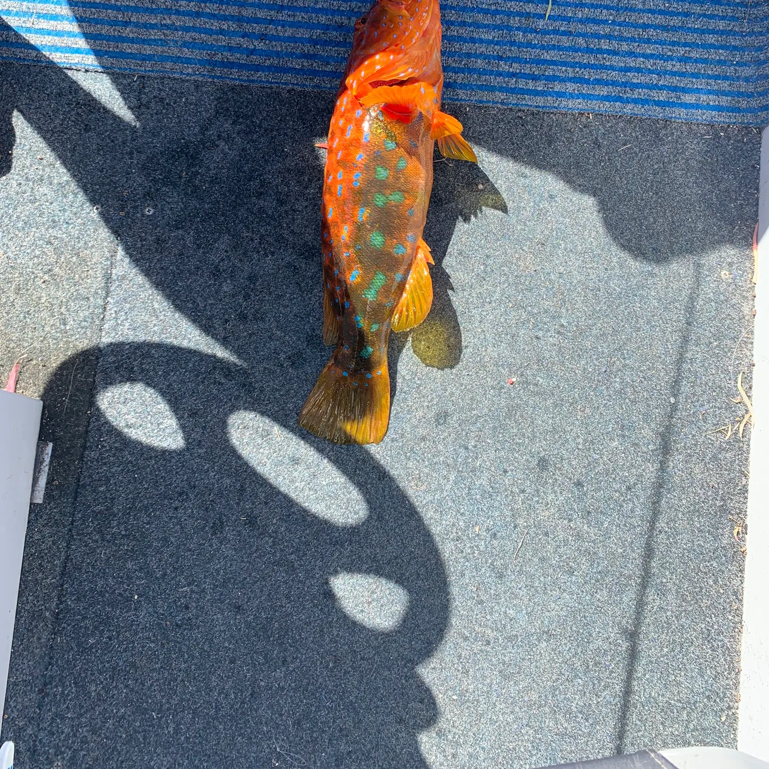 The most recent Harlequin rockfish catches on Fishbrain