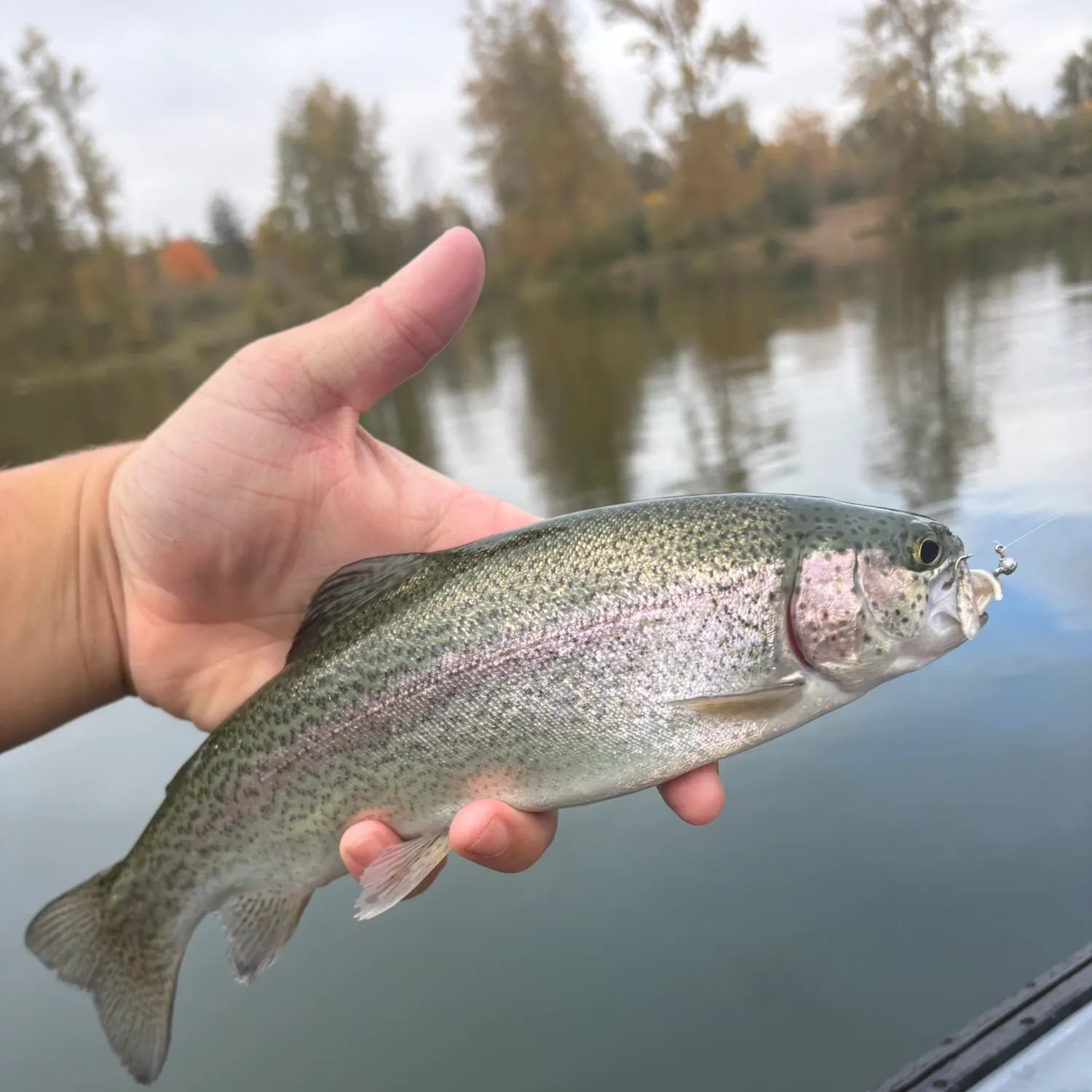 Rainbow trout caught on Fishbrain