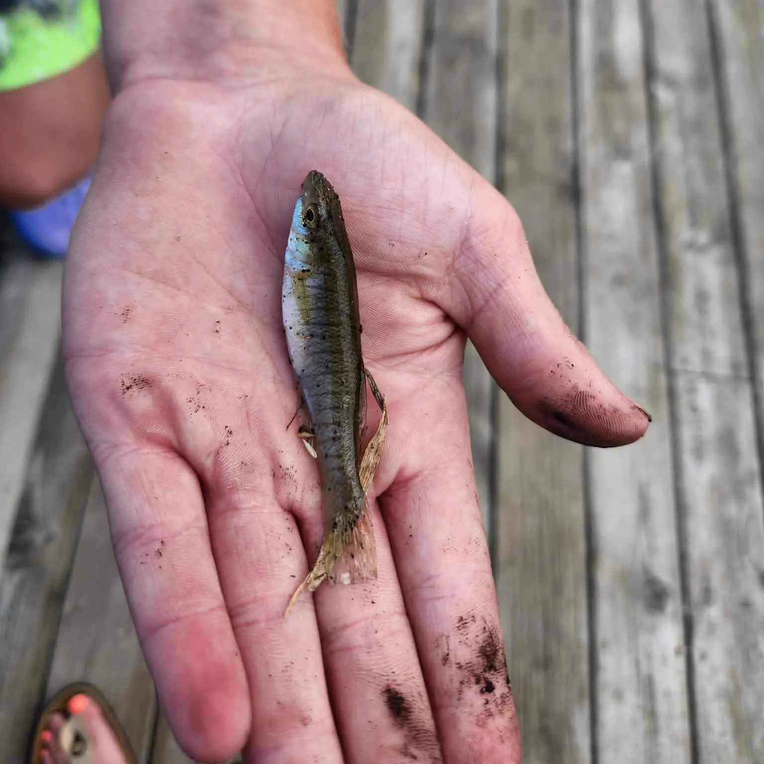 The most recent Pike killifish catches on Fishbrain
