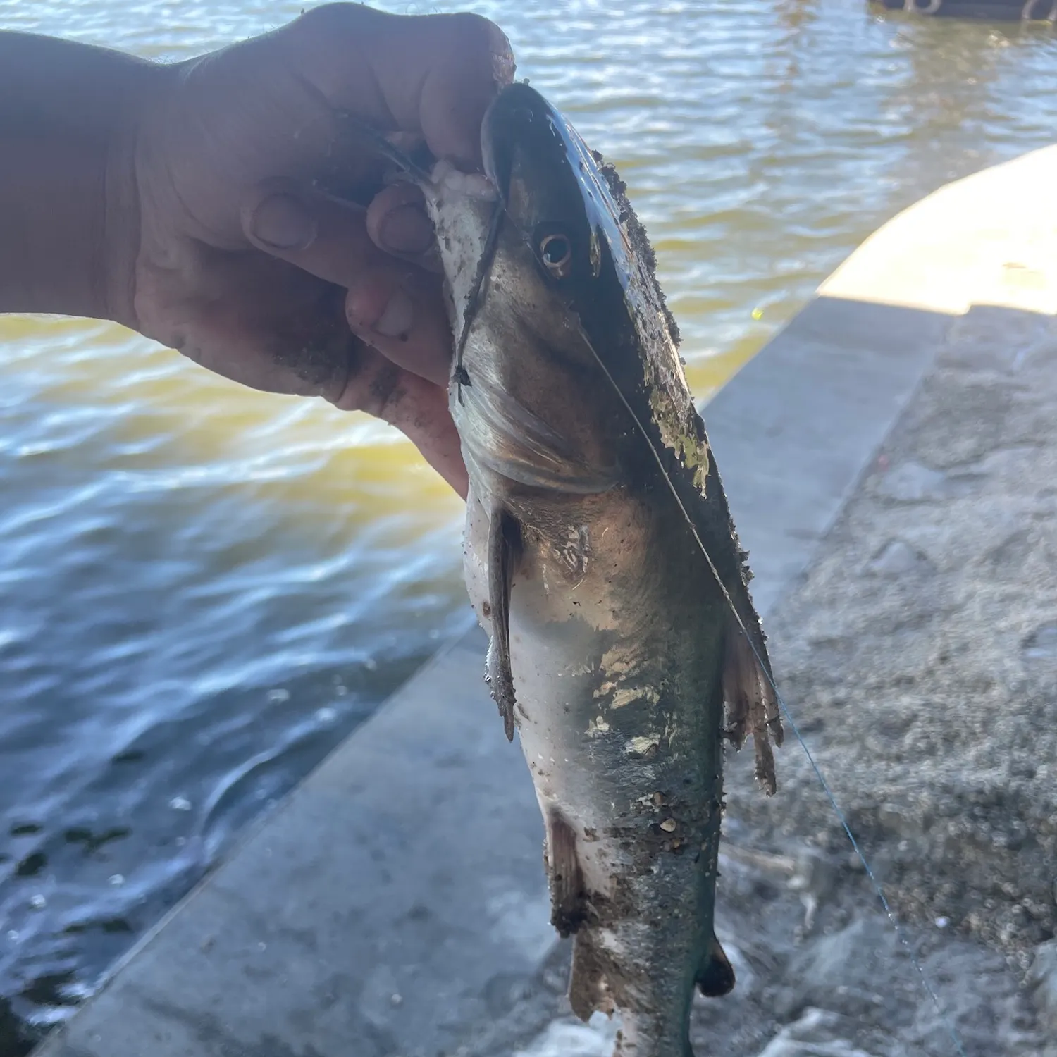 Hardhead sea catfish caught on Fishbrain