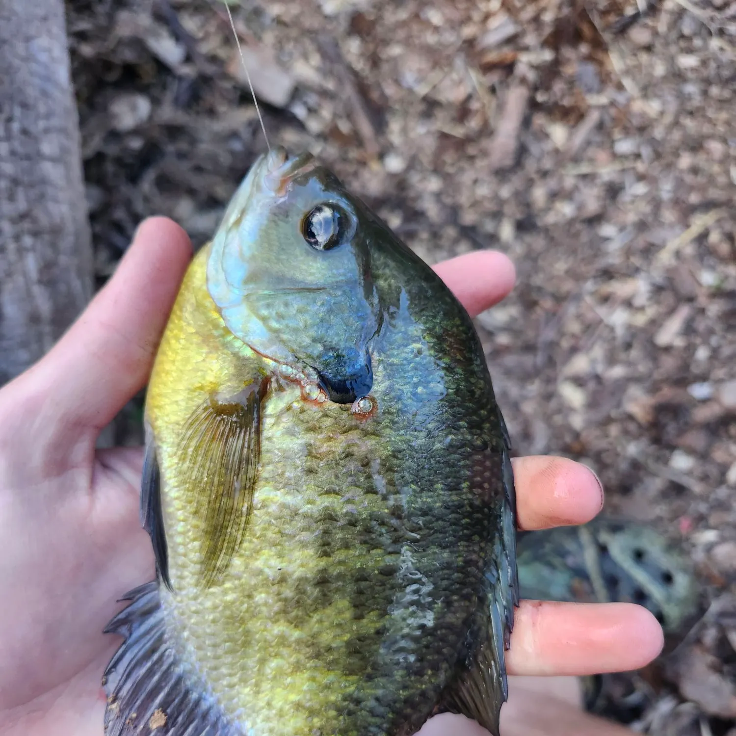 Bluegill caught on Fishbrain