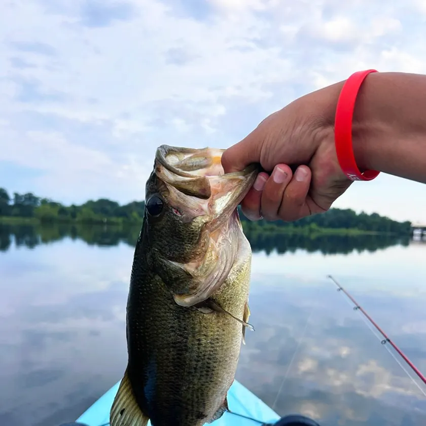 Largemouth bass caught on Fishbrain