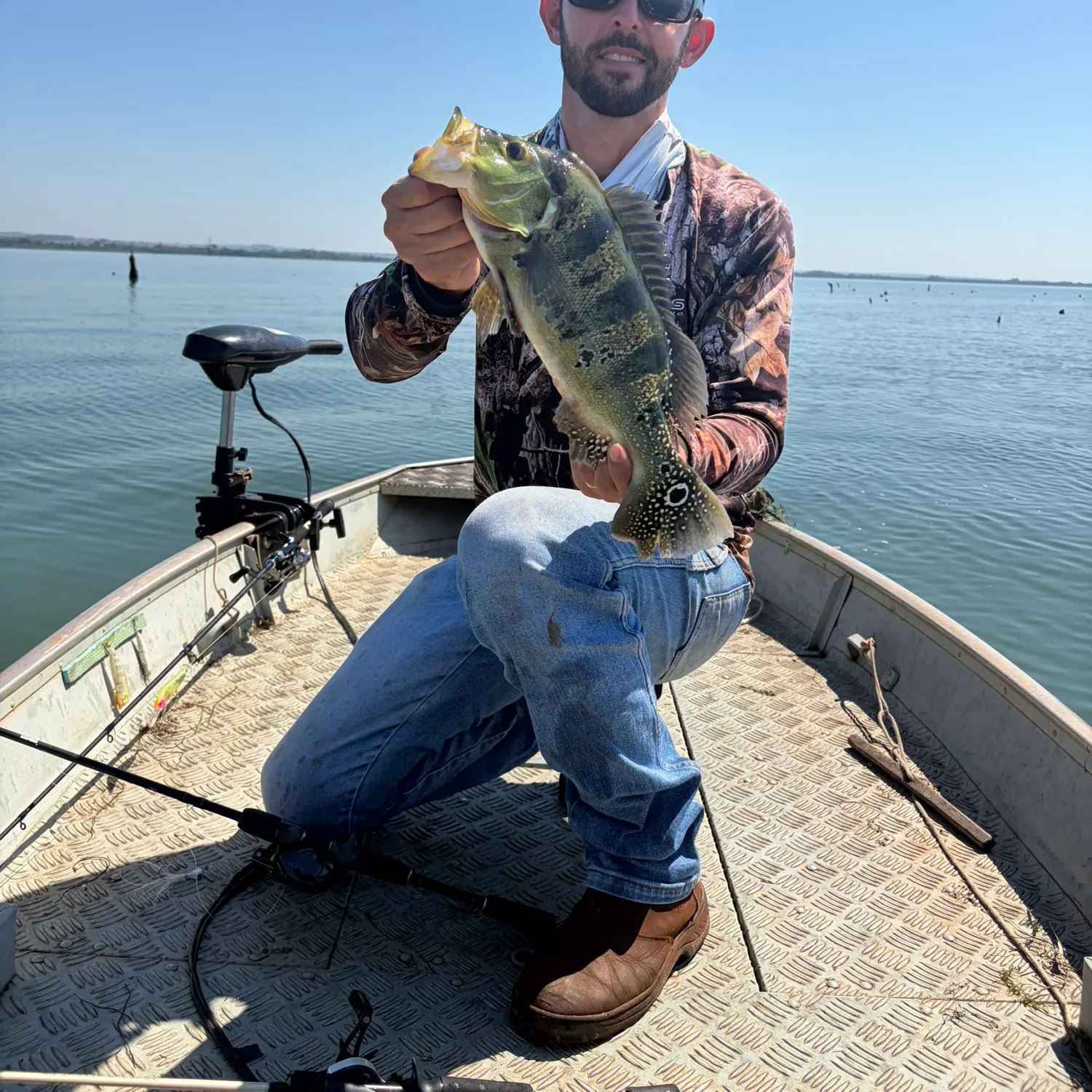 Kelberi peacock bass caught on Fishbrain
