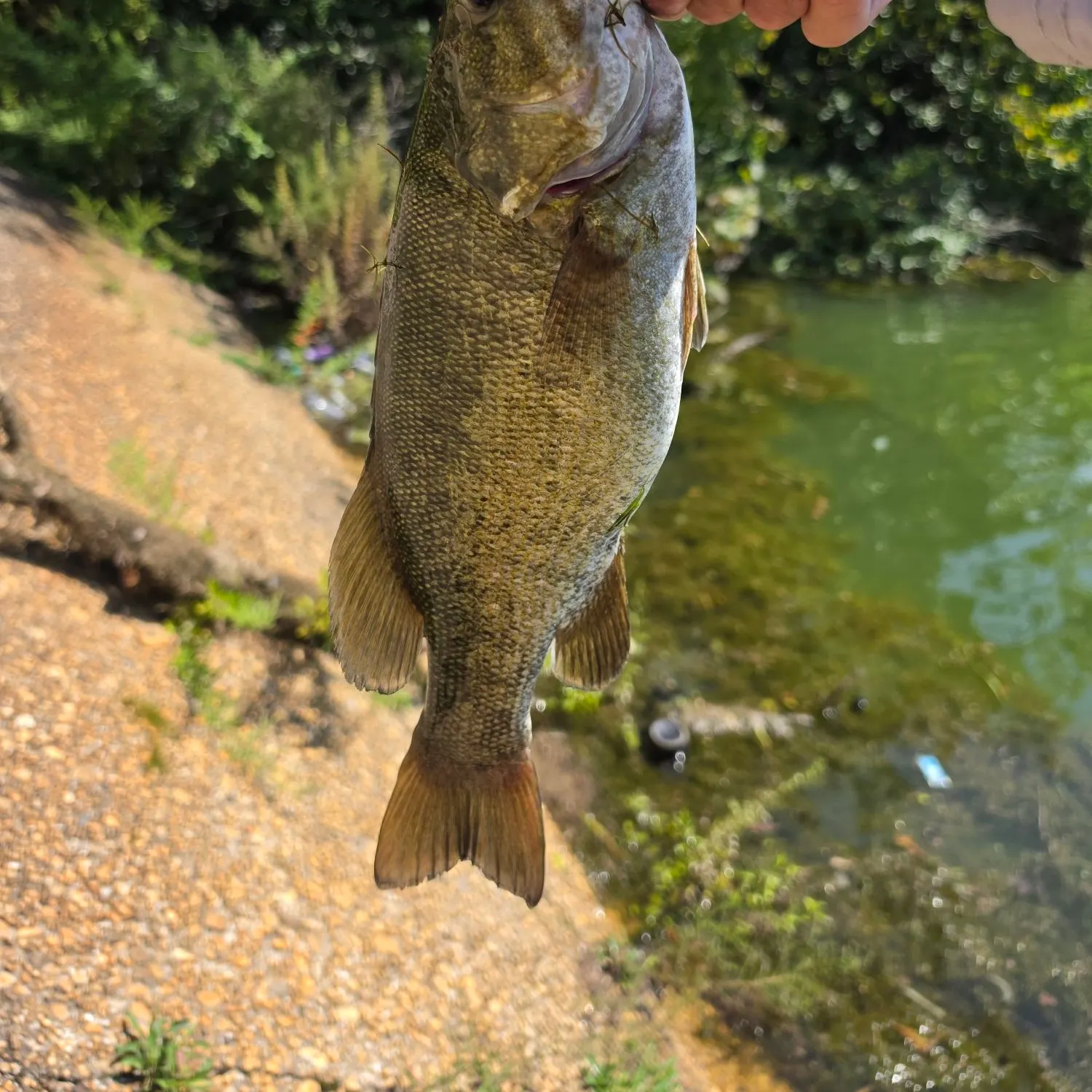 Smallmouth bass caught on Fishbrain