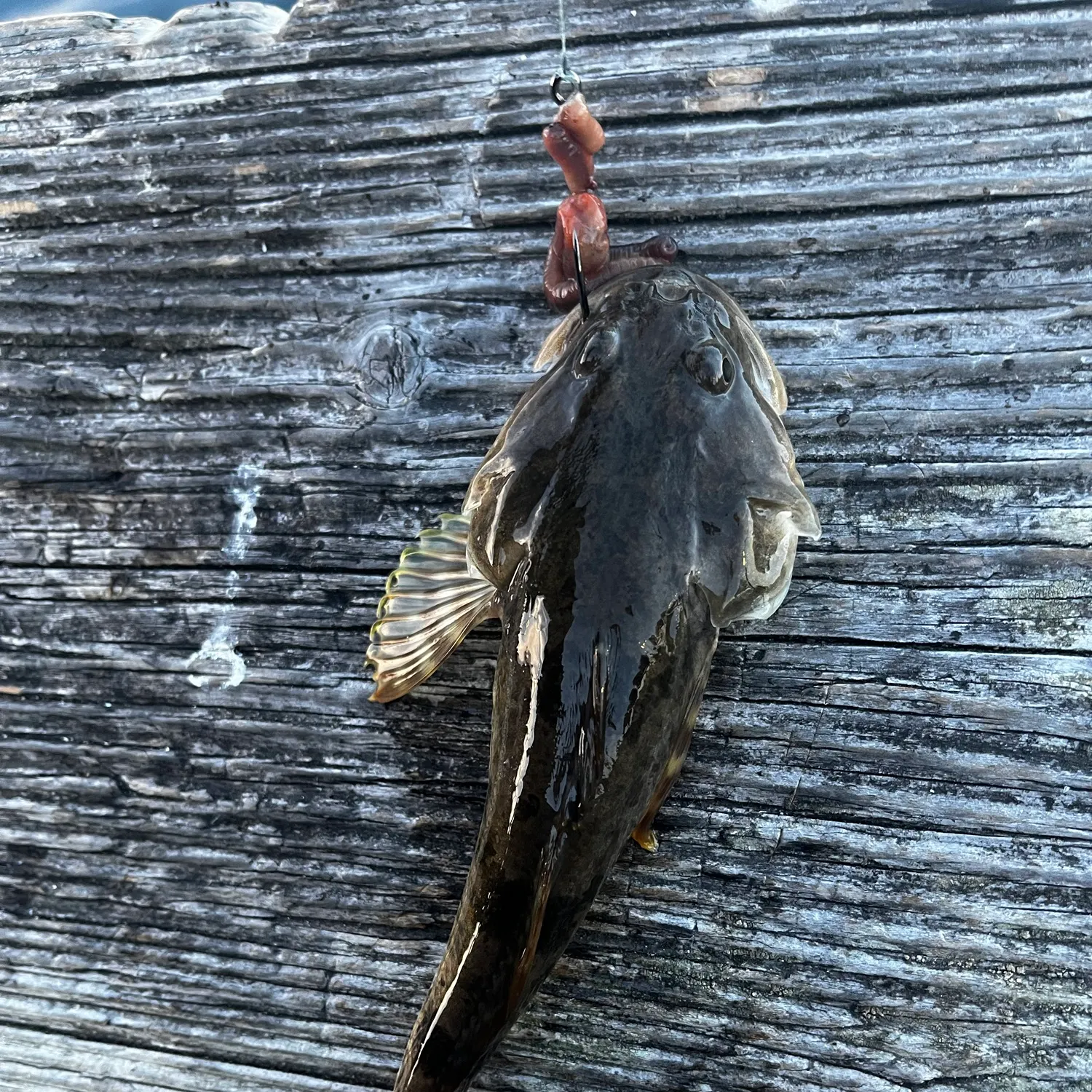 The most recent Longspined bullhead catches on Fishbrain