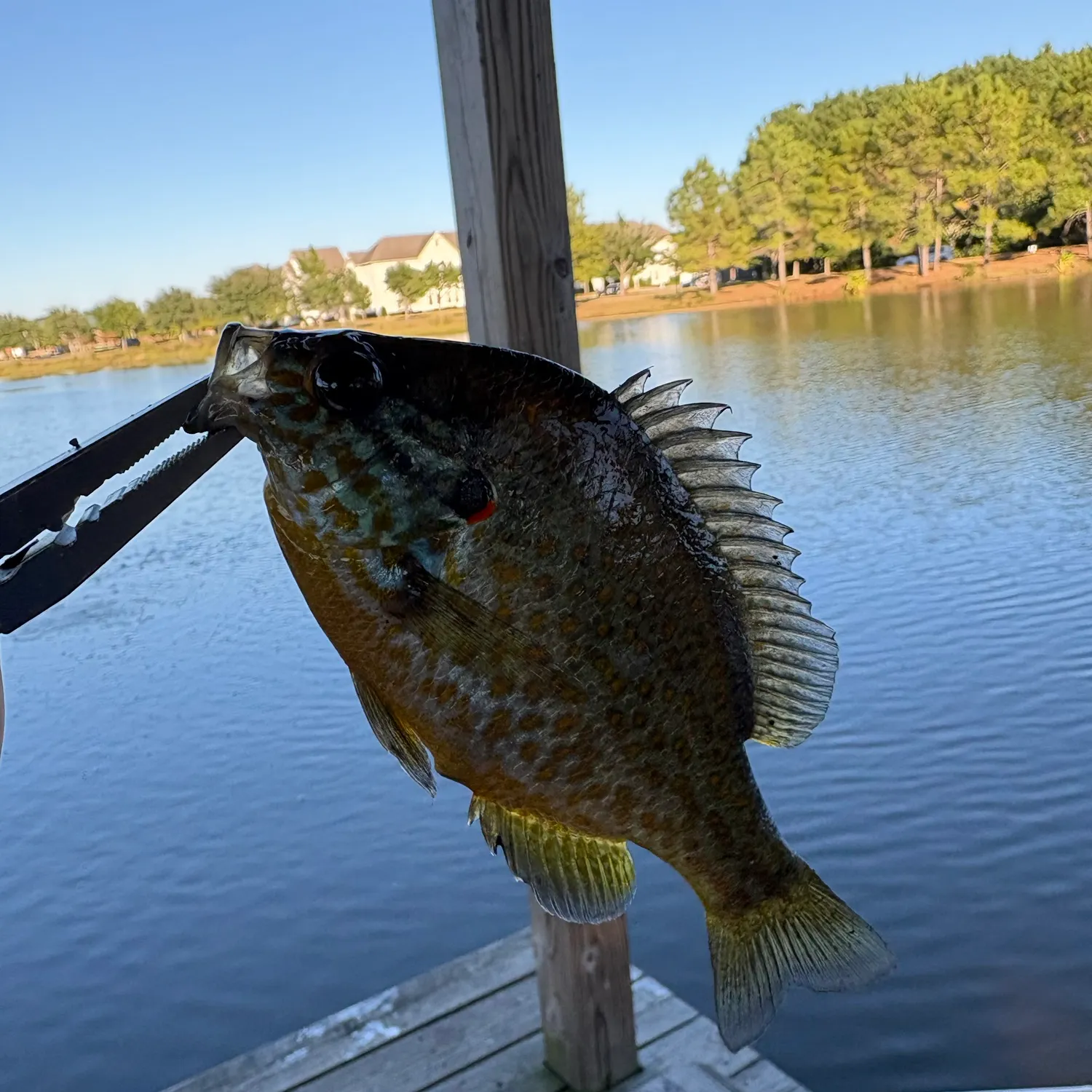 Redear sunfish caught on Fishbrain