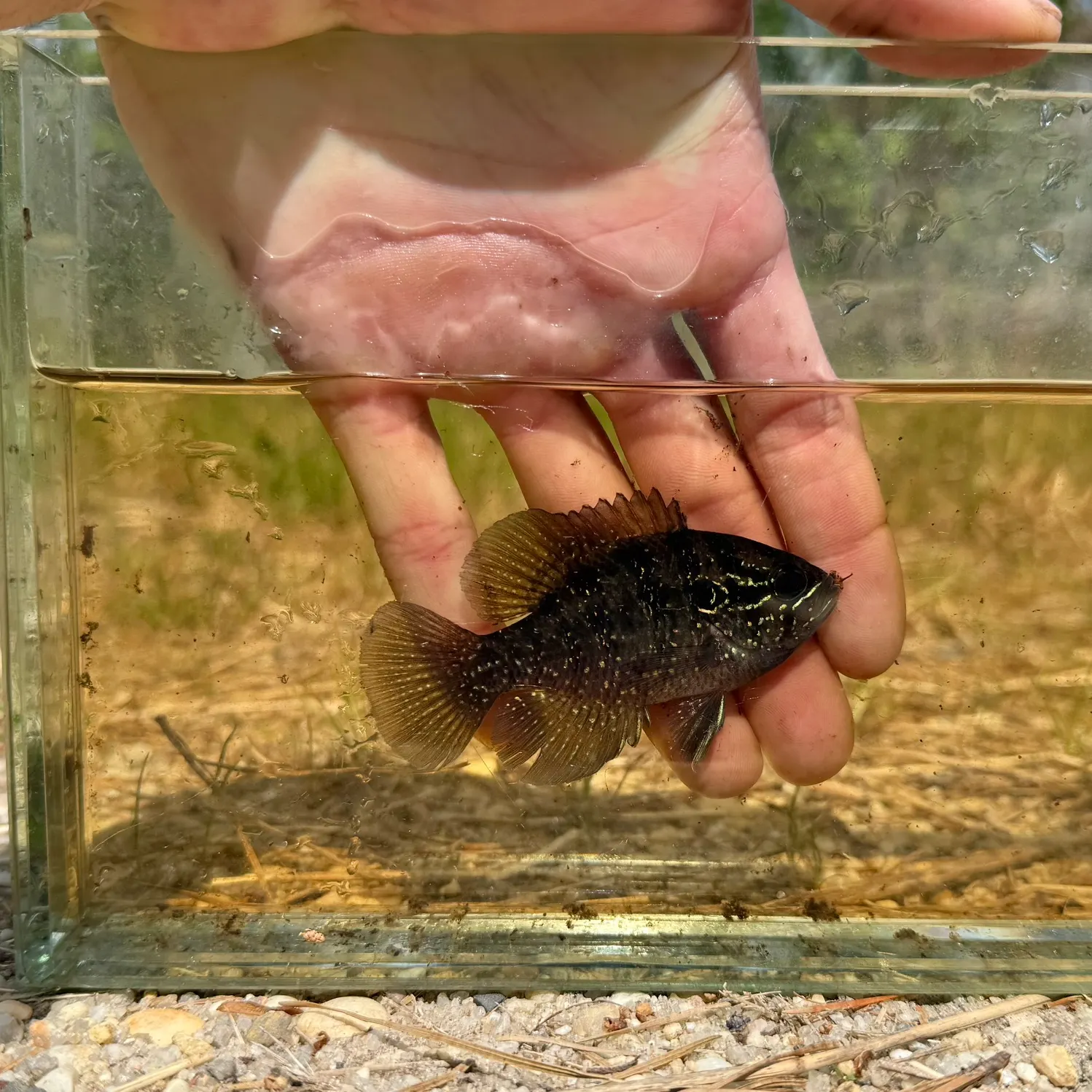 The most recent Banded sunfish catches on Fishbrain