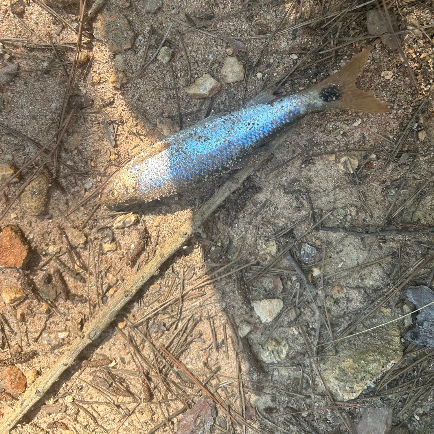 The most recent Blacktail shiner catches on Fishbrain