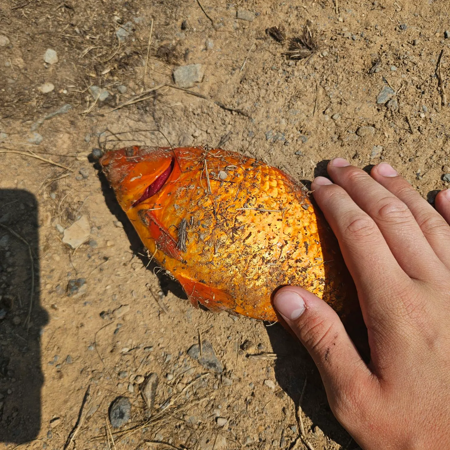 Goldfish caught on Fishbrain