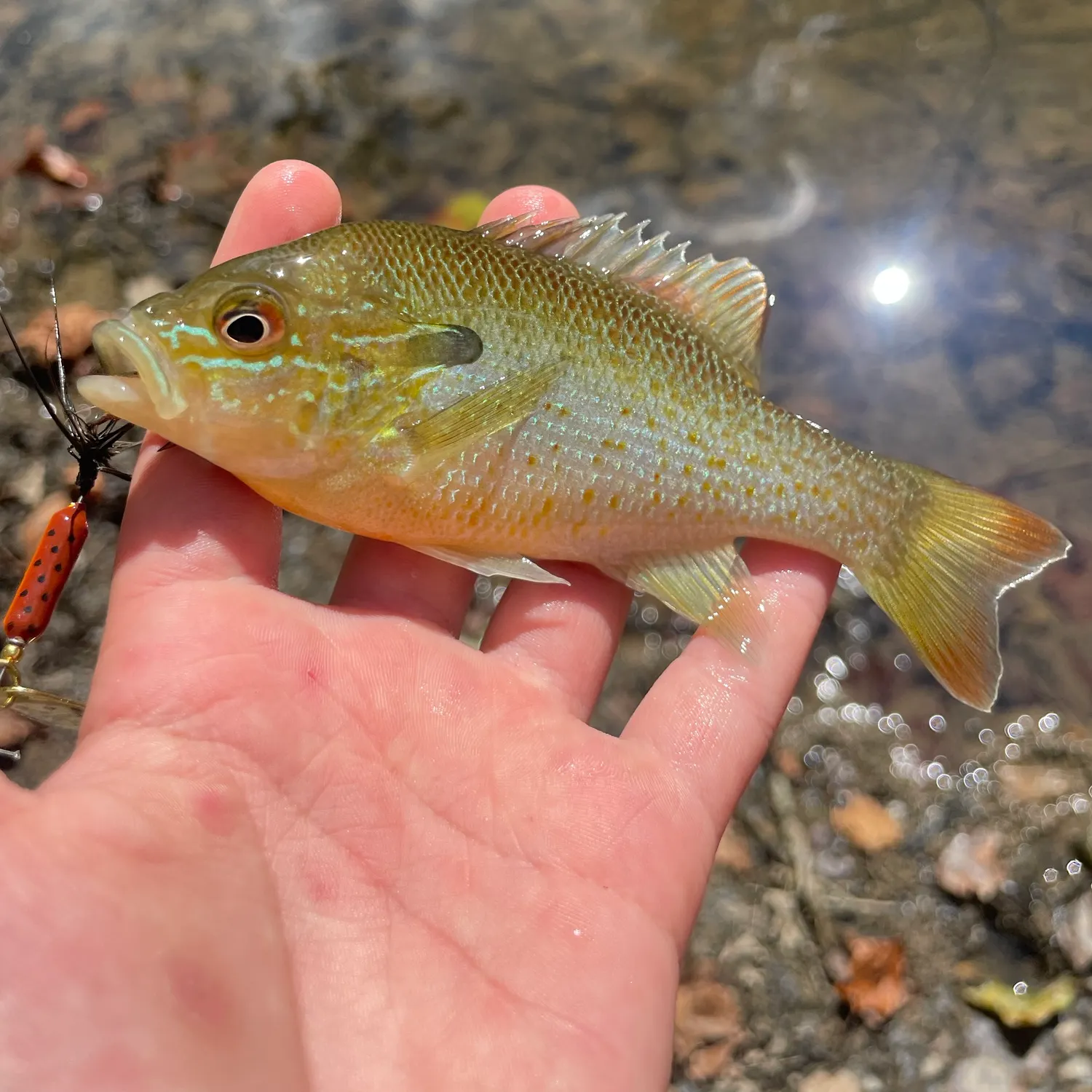 Redbreast sunfish caught on Fishbrain
