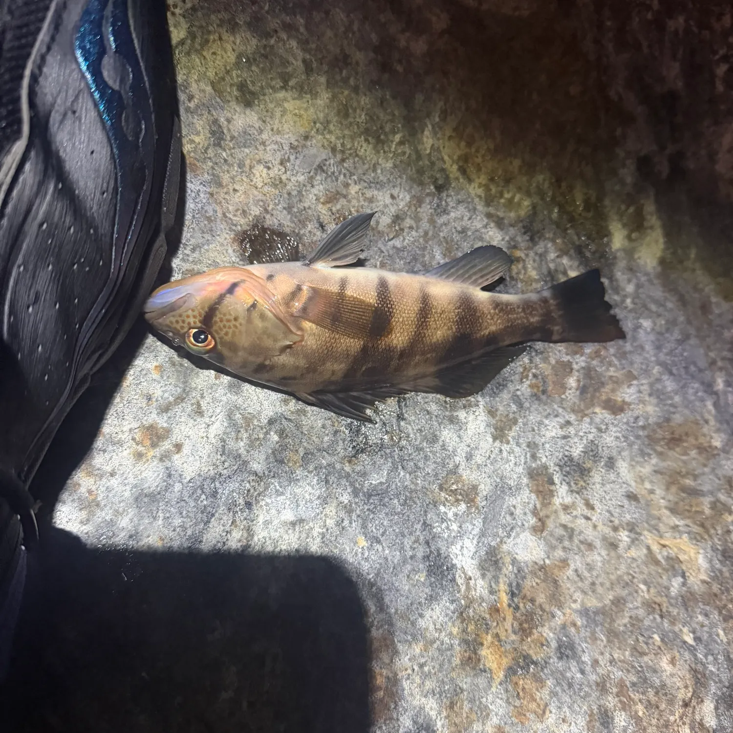Barred sand bass caught on Fishbrain