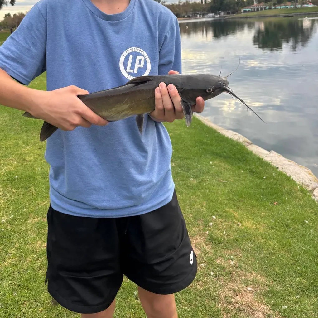 Channel catfish caught on Fishbrain