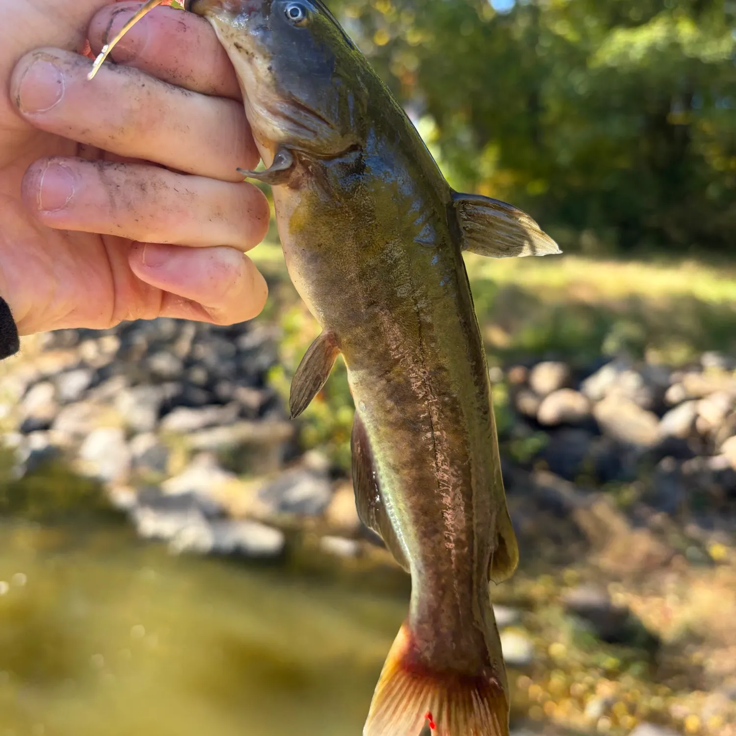 Brown bullhead caught on Fishbrain