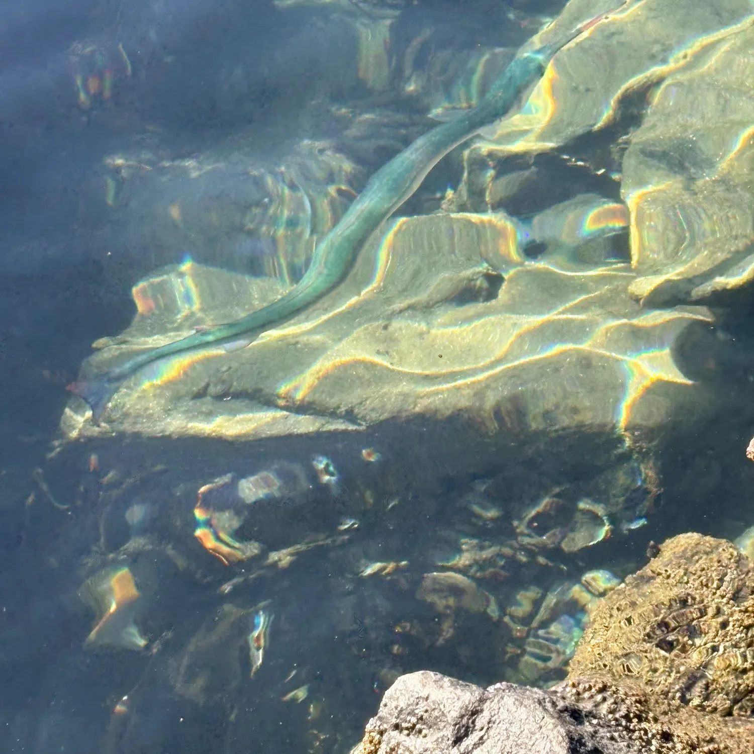 The most recent Mexican needlefish catches on Fishbrain