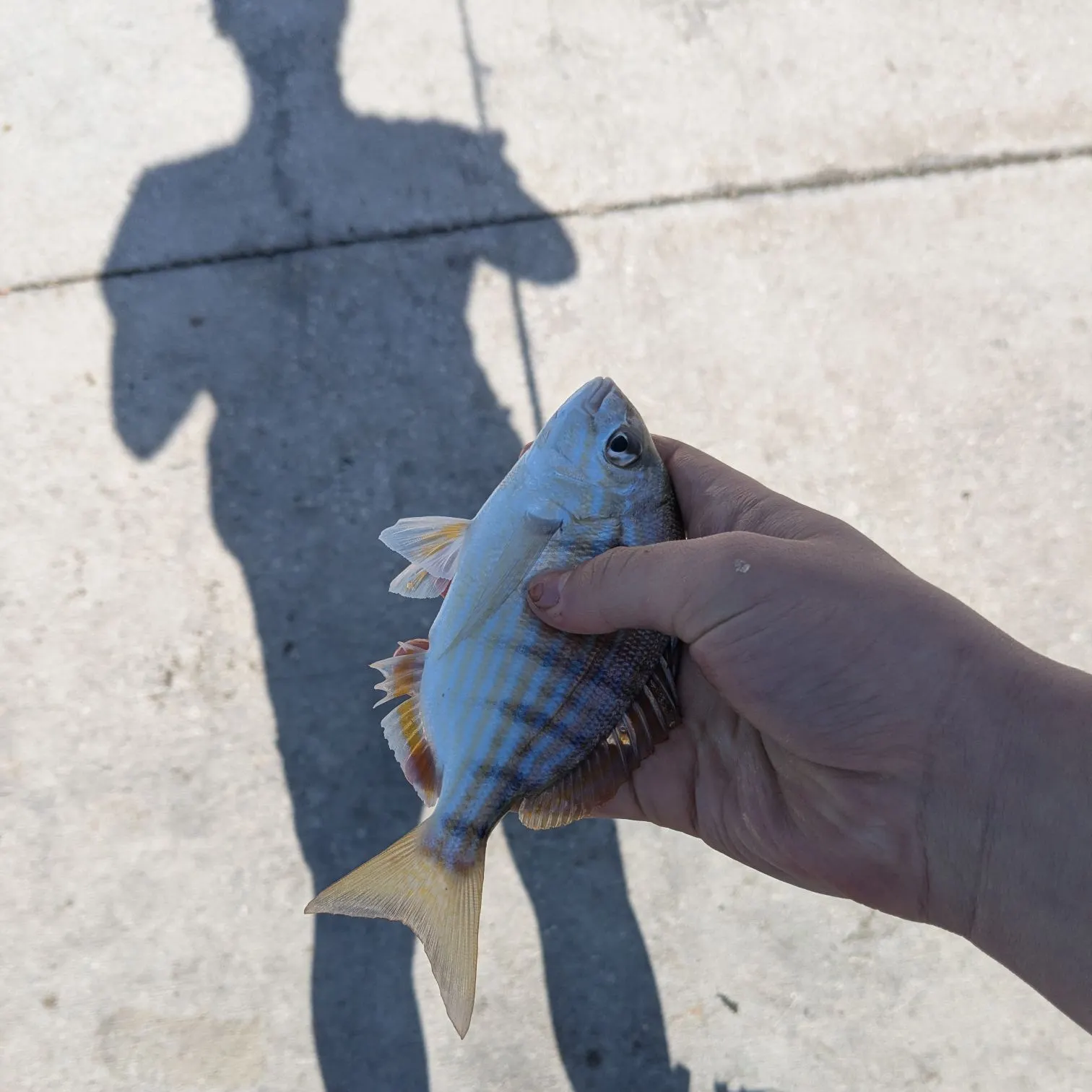 The most recent Pinfish catches on Fishbrain