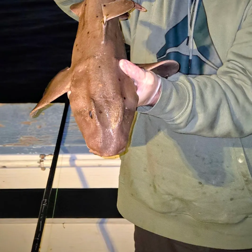 The most recent Horn shark catches on Fishbrain