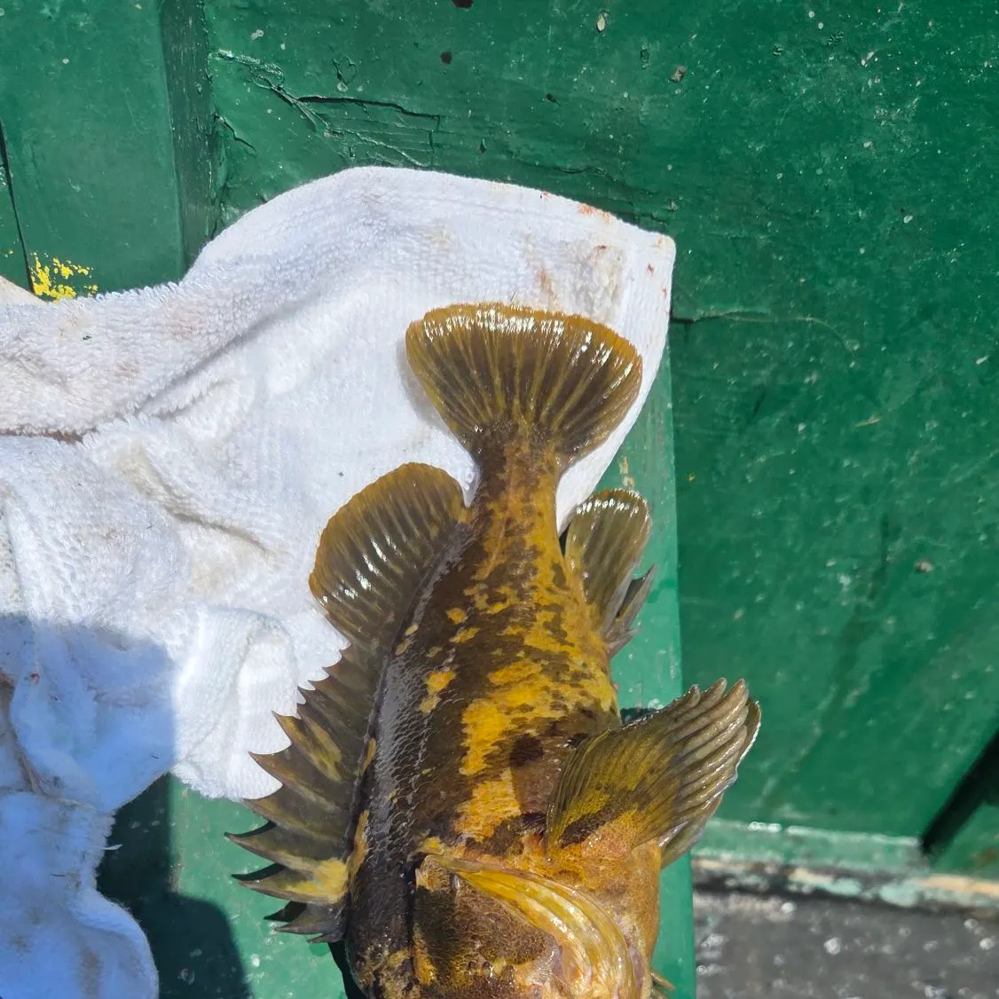 The most recent Black and yellow rockfish catches on Fishbrain