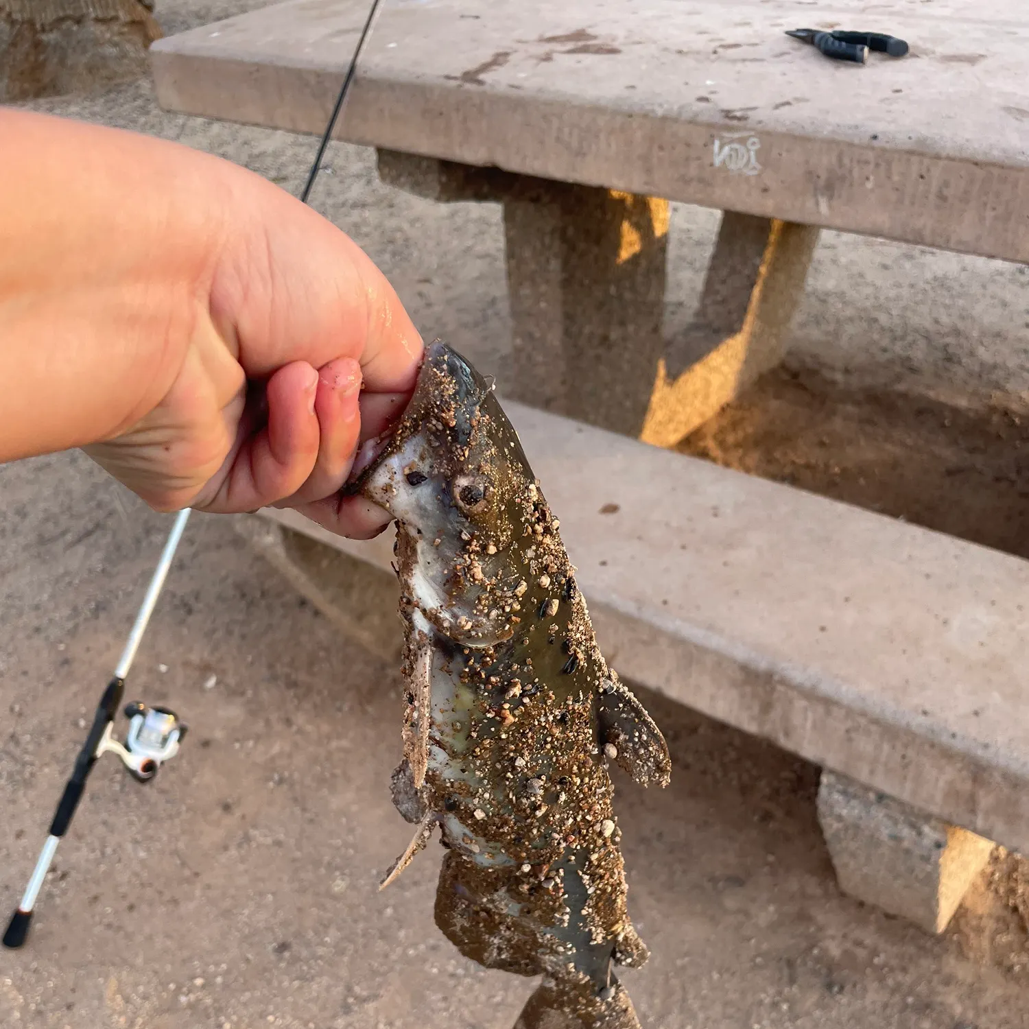 Channel catfish caught on Fishbrain