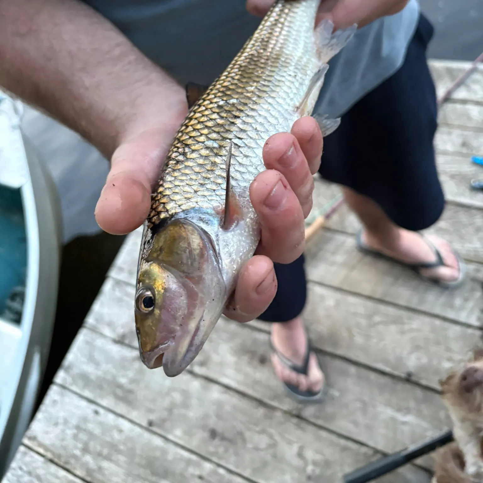 The most recent Fallfish catches on Fishbrain